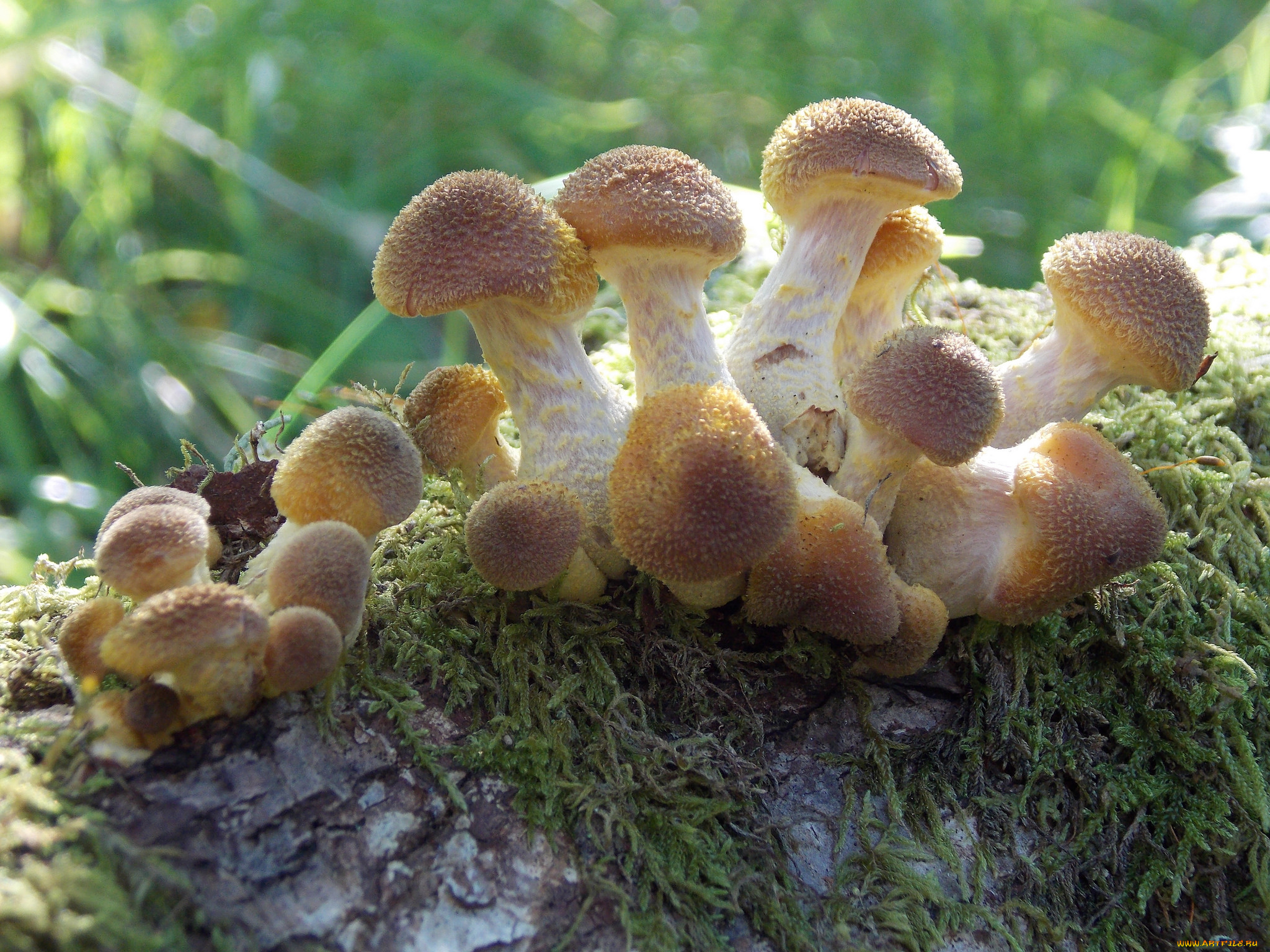 природа, грибы, макро, пень, мох