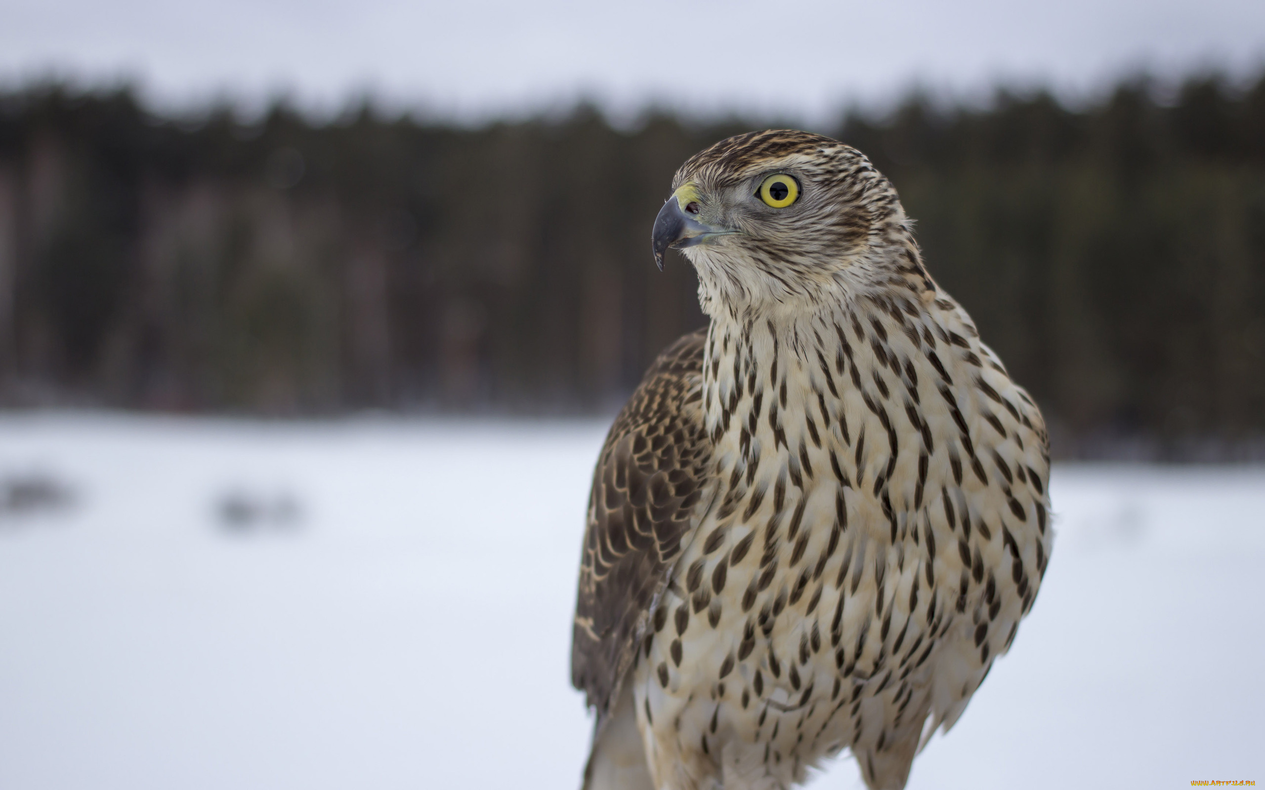 животные, птицы, -, хищники, клюв, взгляд, глаз