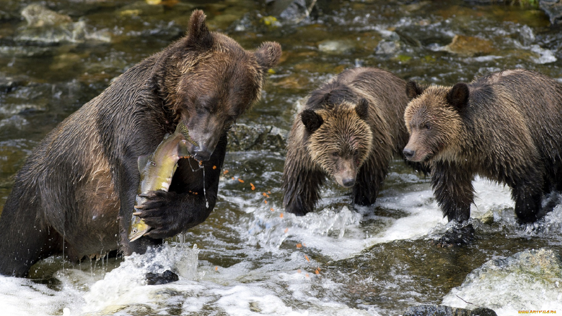 животные, медведи, икра, река, улов, рыба