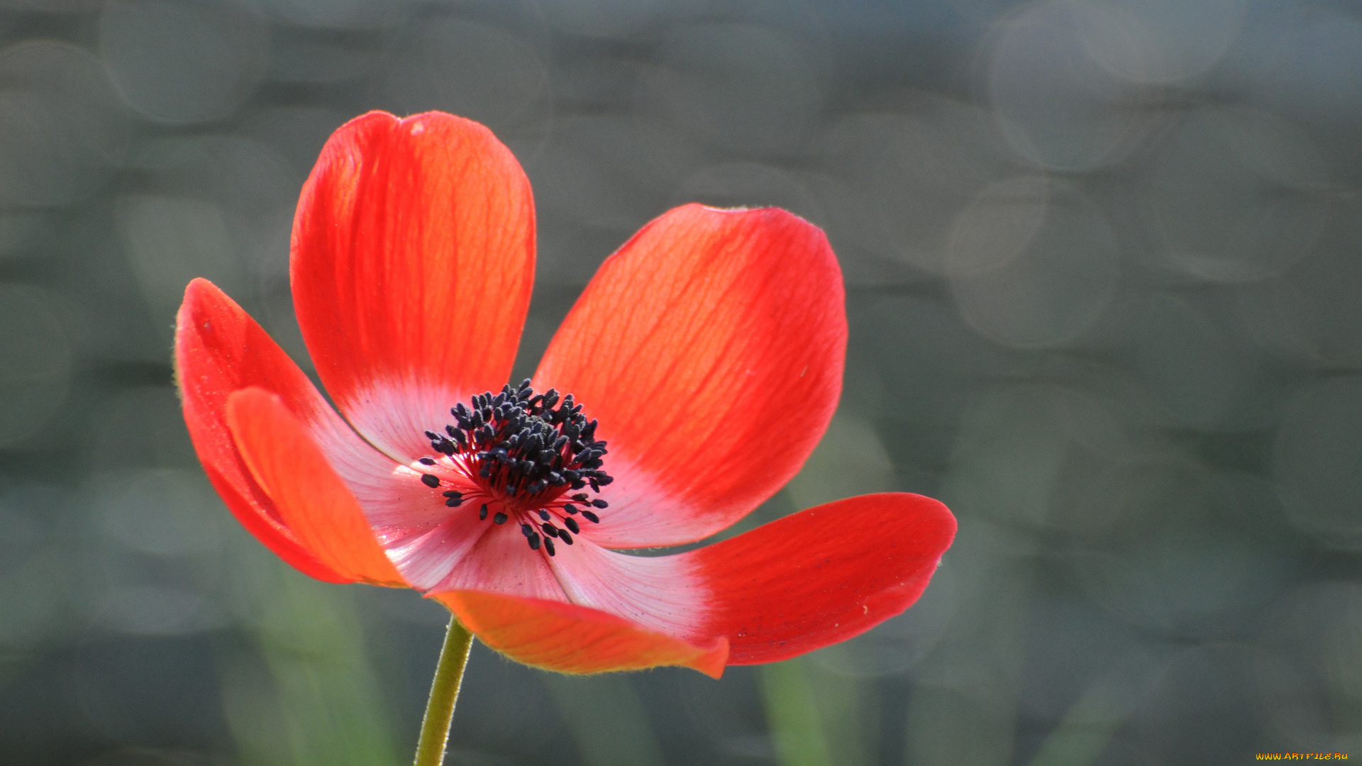 цветы, анемоны, , сон-трава, макро