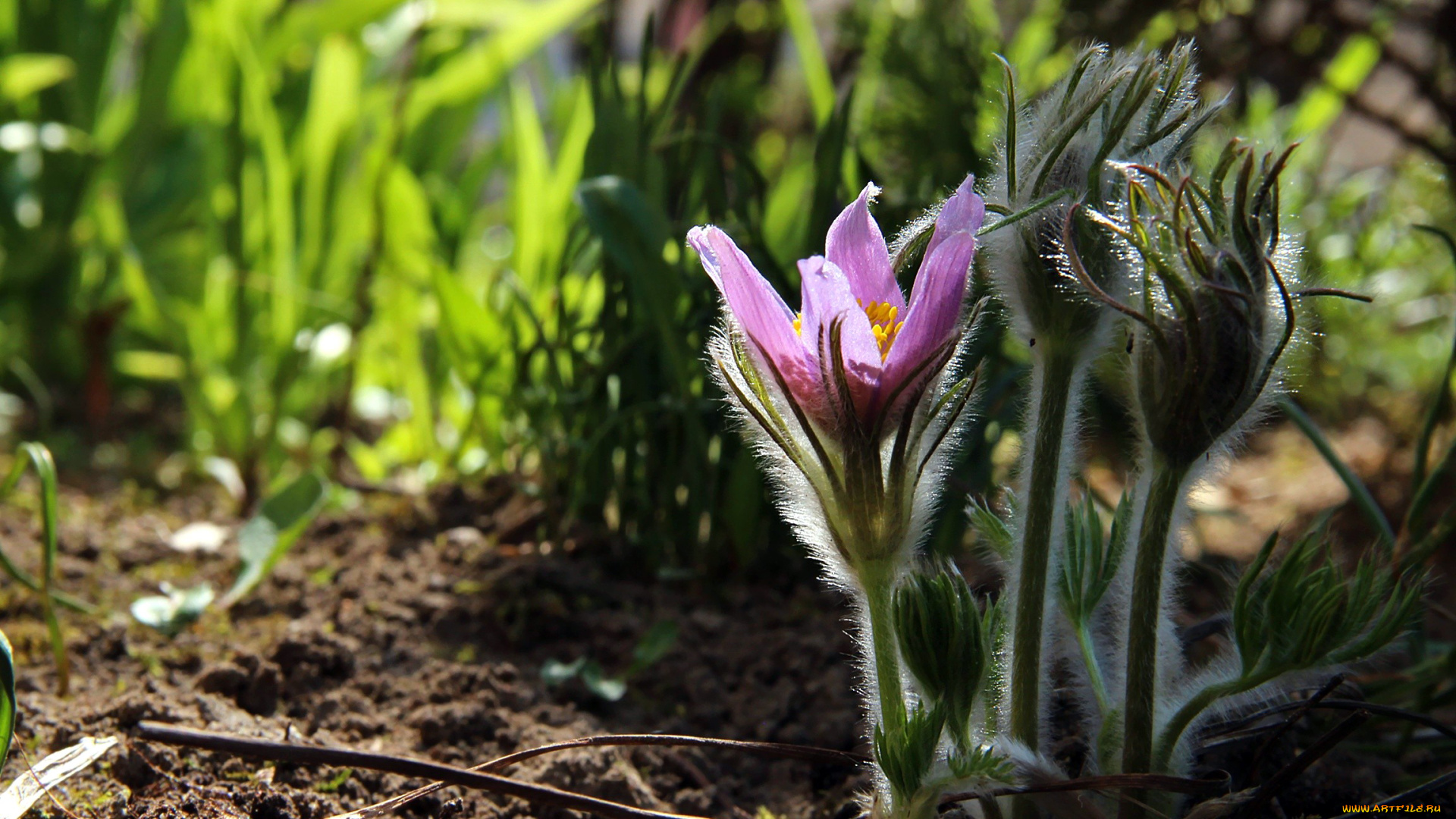 цветы, анемоны, , сон-трава, первоцветы