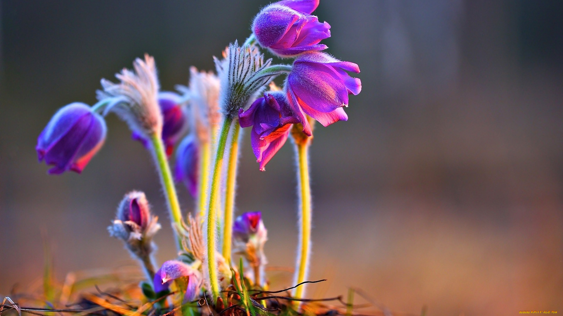 цветы, анемоны, , сон-трава, первоцветы