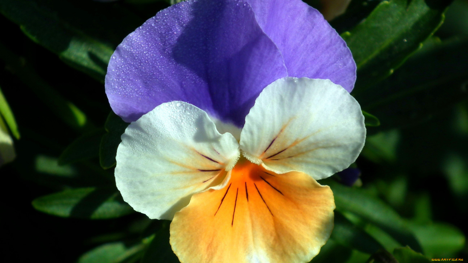 цветы, анютины, глазки, , садовые, фиалки, капли, макро, одиночка