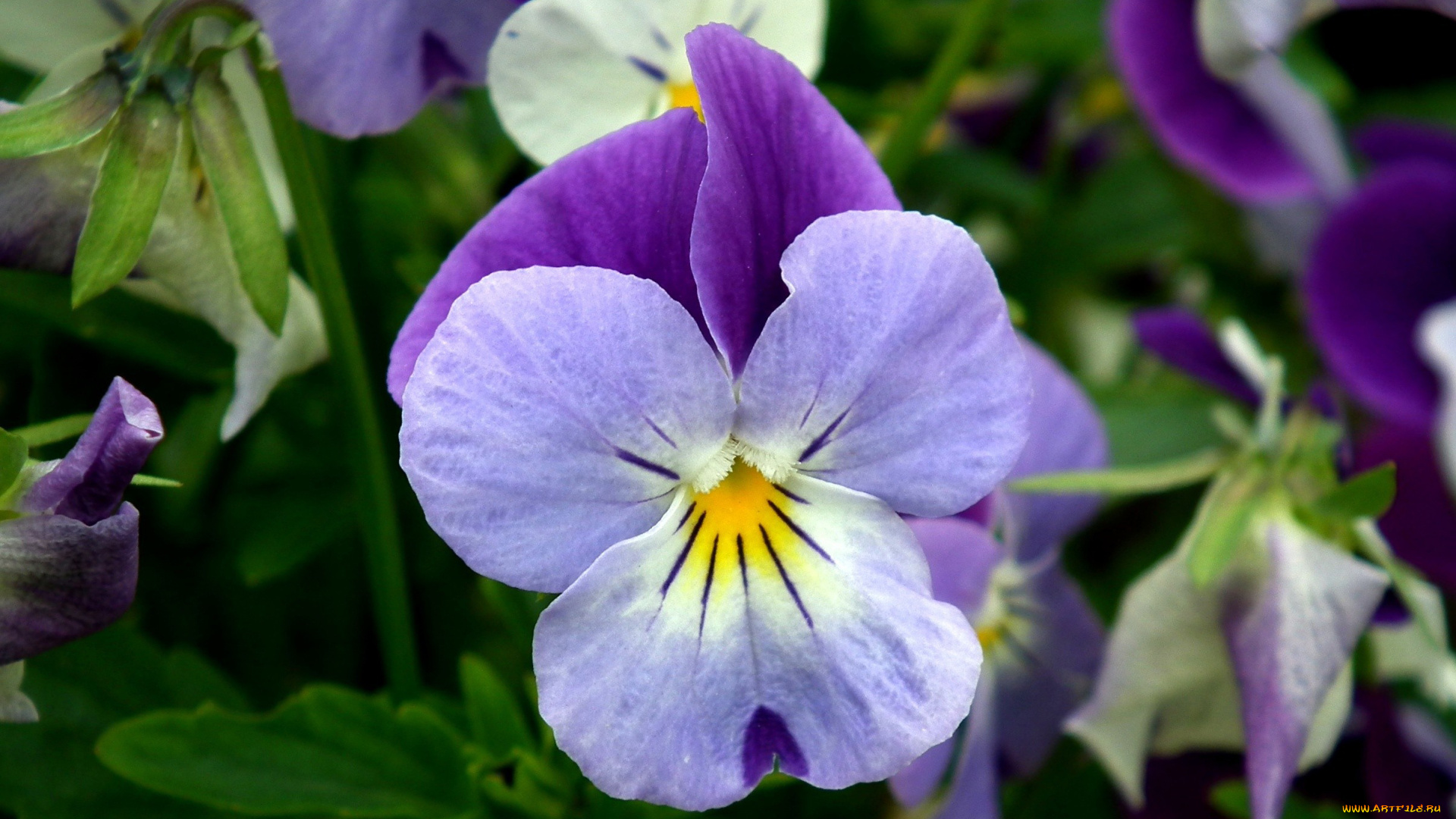 цветы, анютины, глазки, , садовые, фиалки, макро