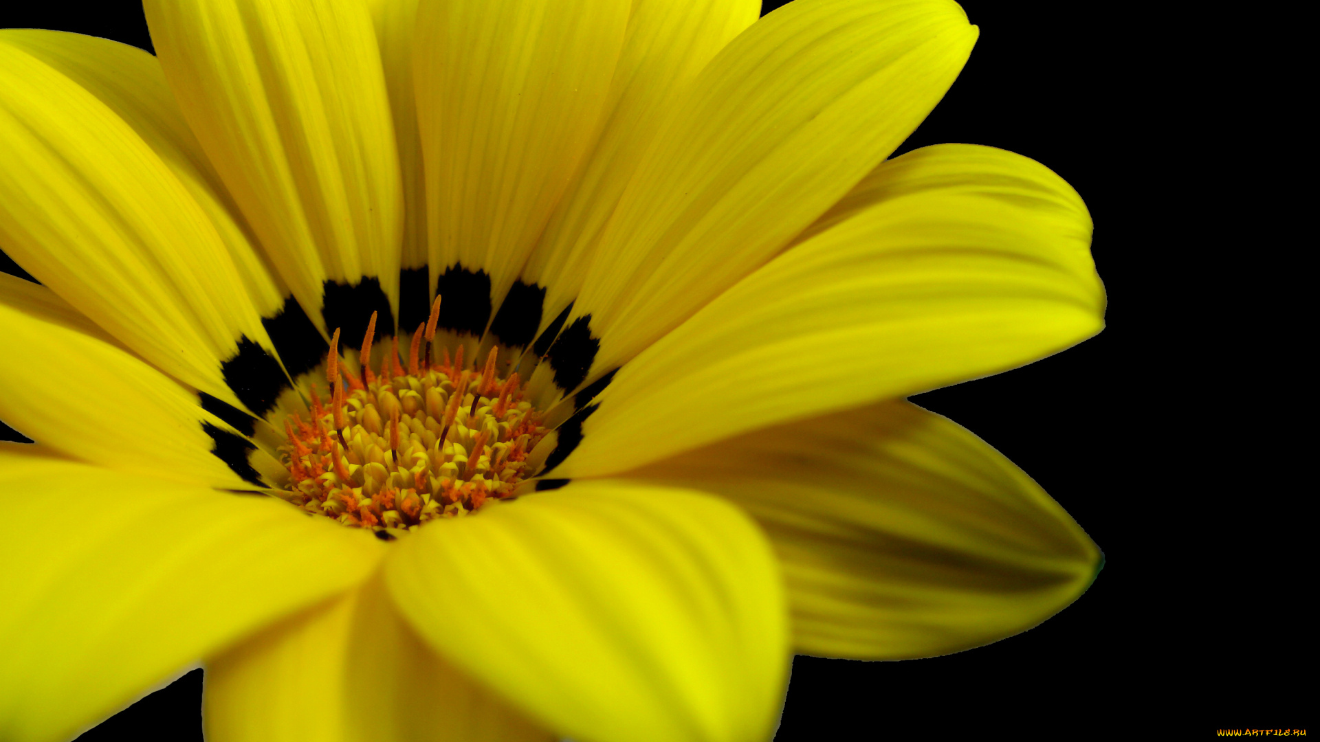 цветы, цветок, желтый