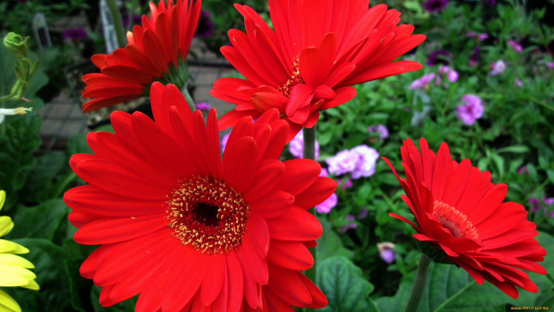 цветы, герберы, алый