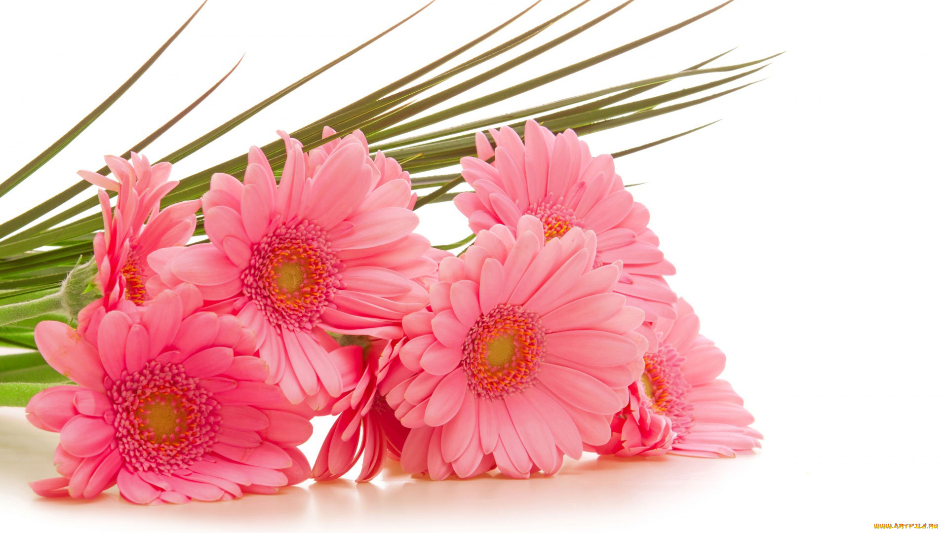 цветы, герберы, розовые, букет