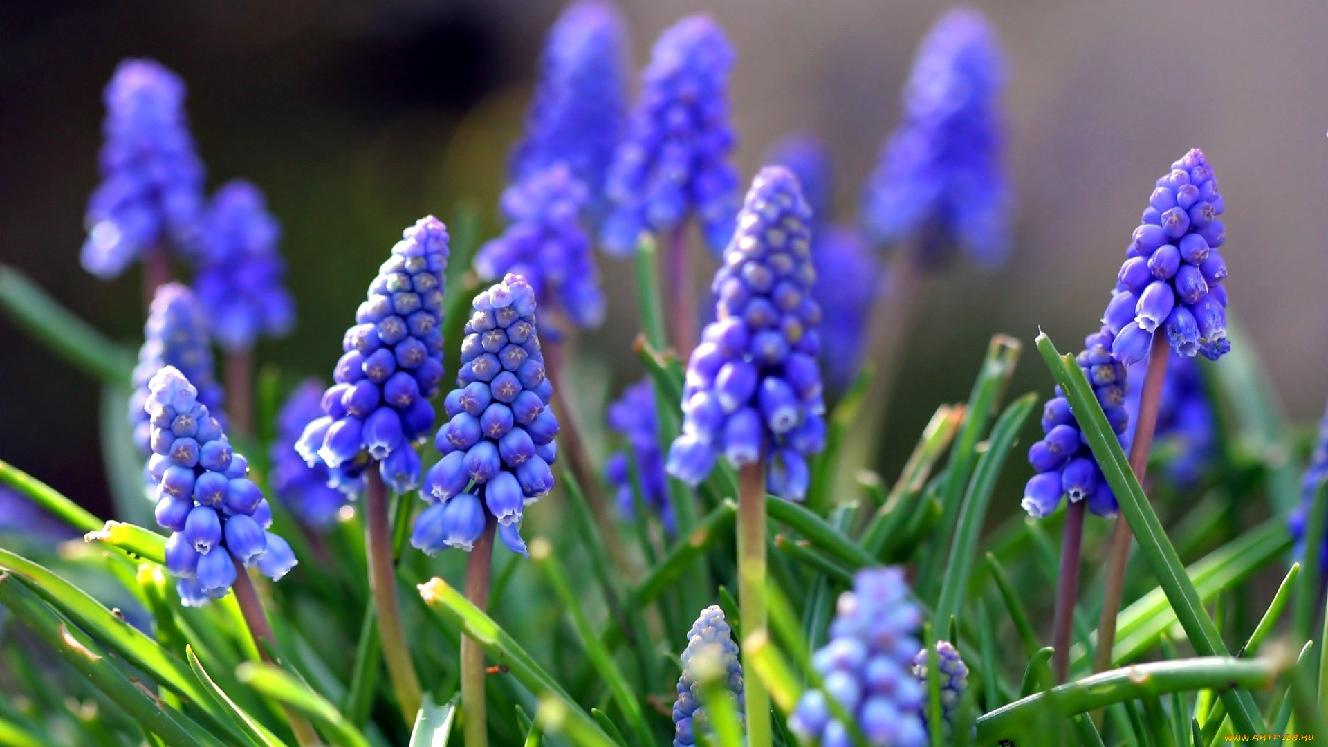 цветы, гиацинты, синий, мускари