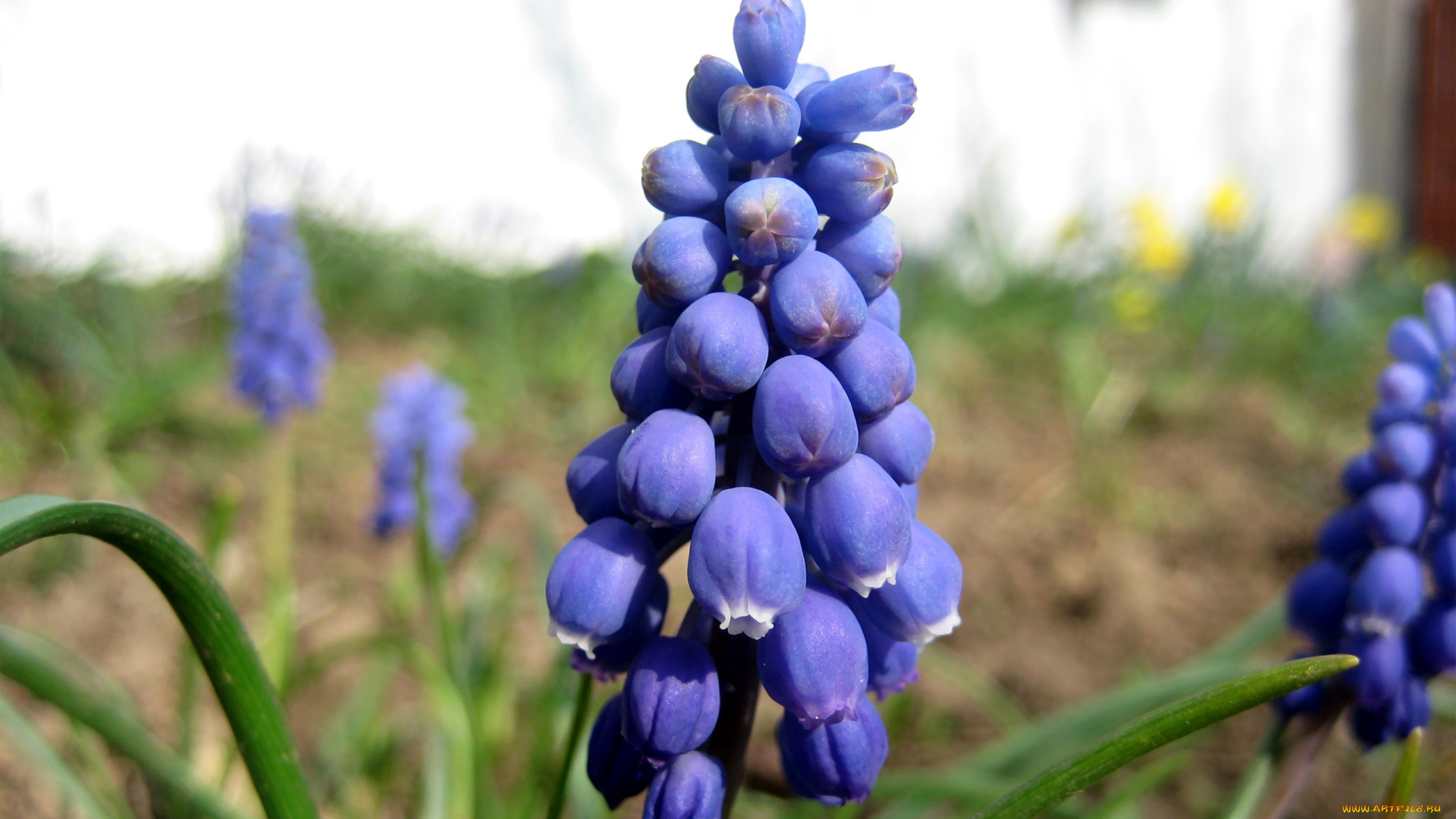 цветы, гиацинты, синий, мускари