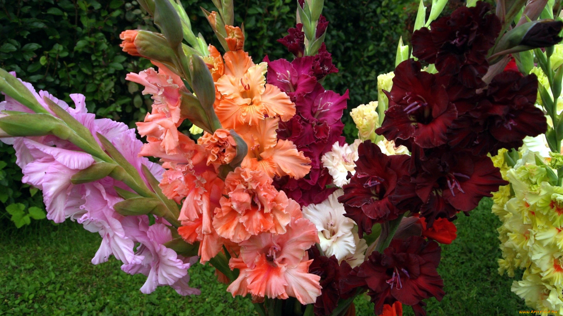 цветы, гладиолусы, белый, сиреневый, персиковый, бордо, букет, разноцветный