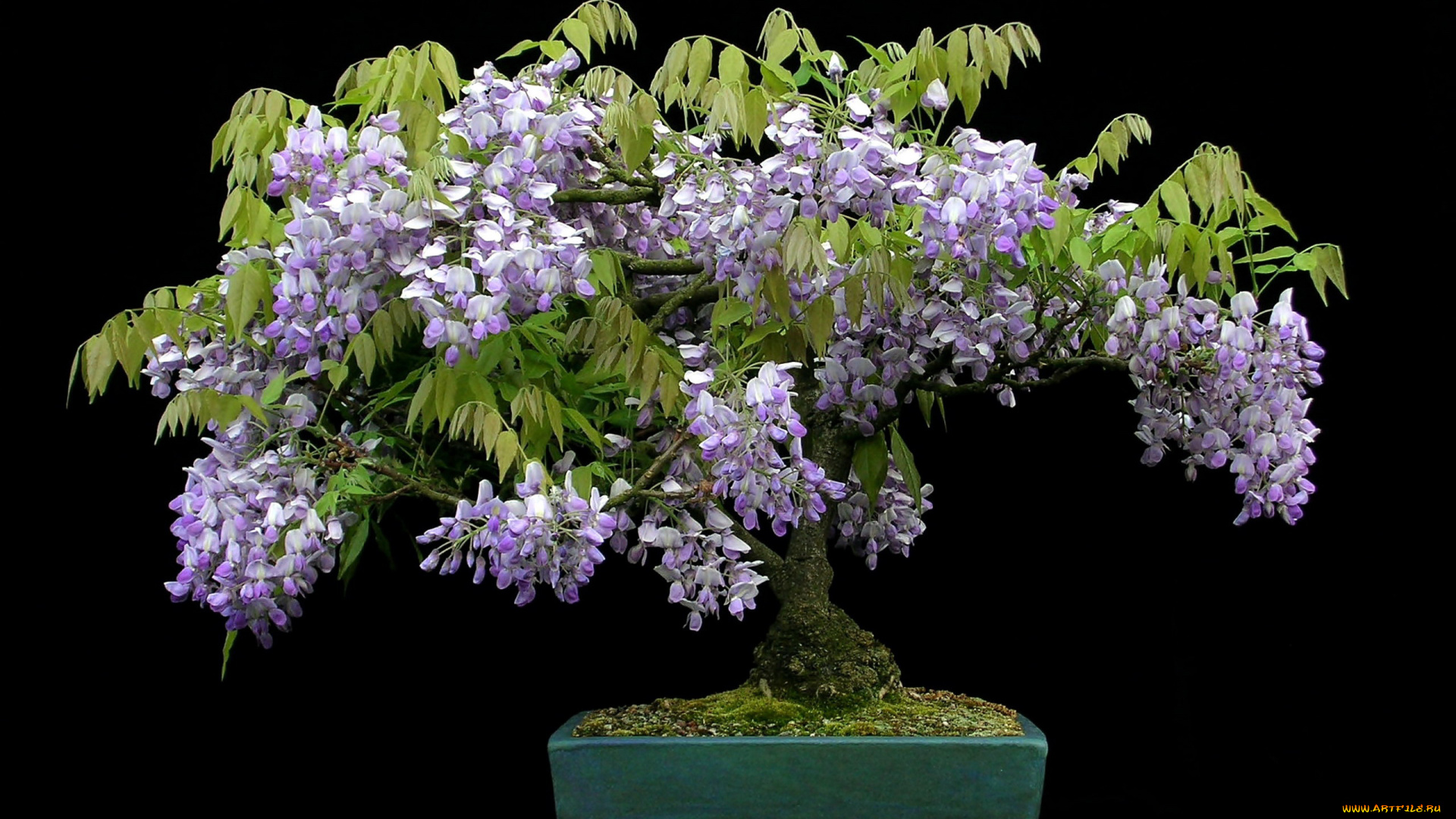 цветы, глициния, бонсай, деревце
