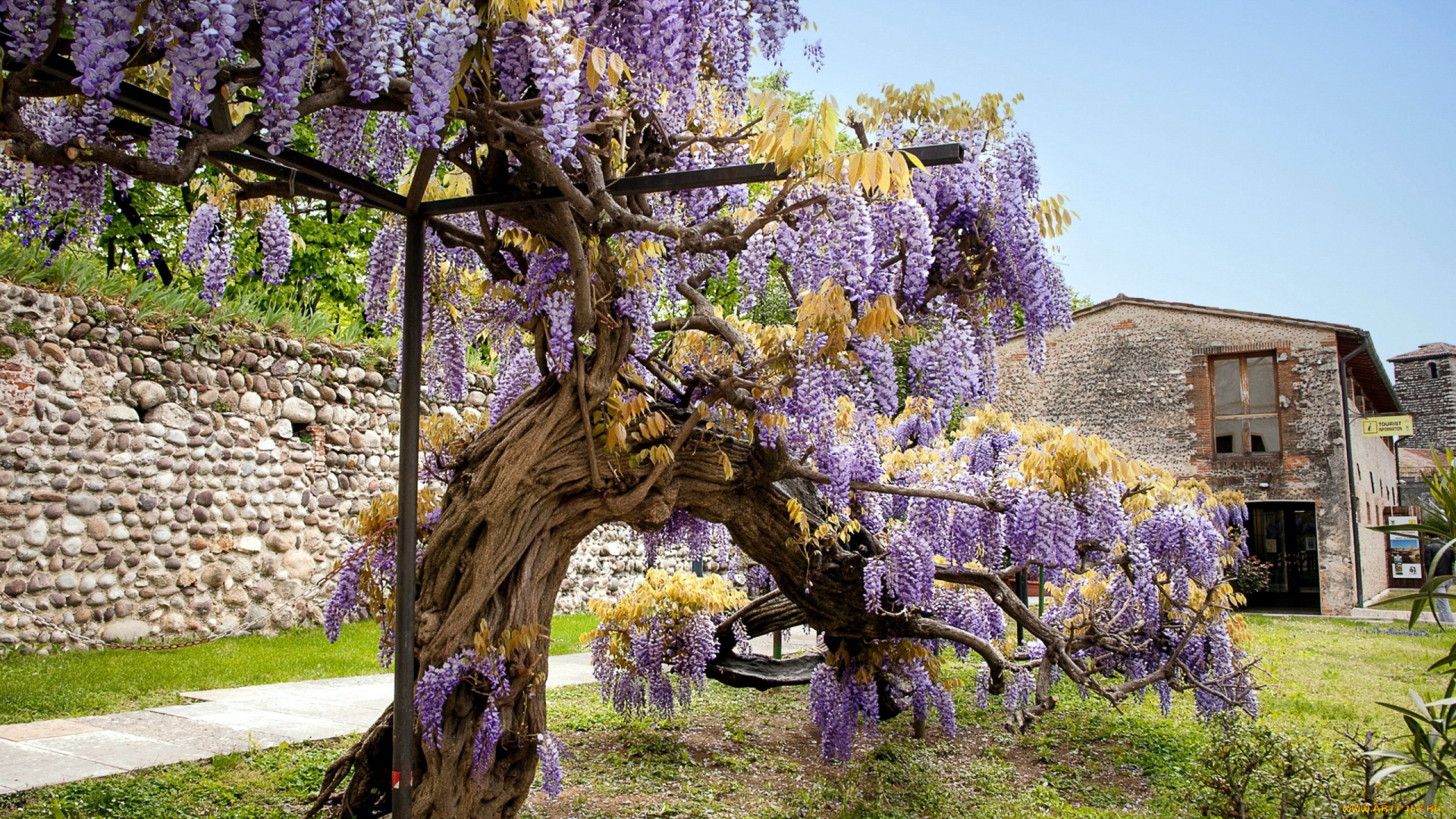 цветы, глициния, дерево, старое, вистерия, гроздья