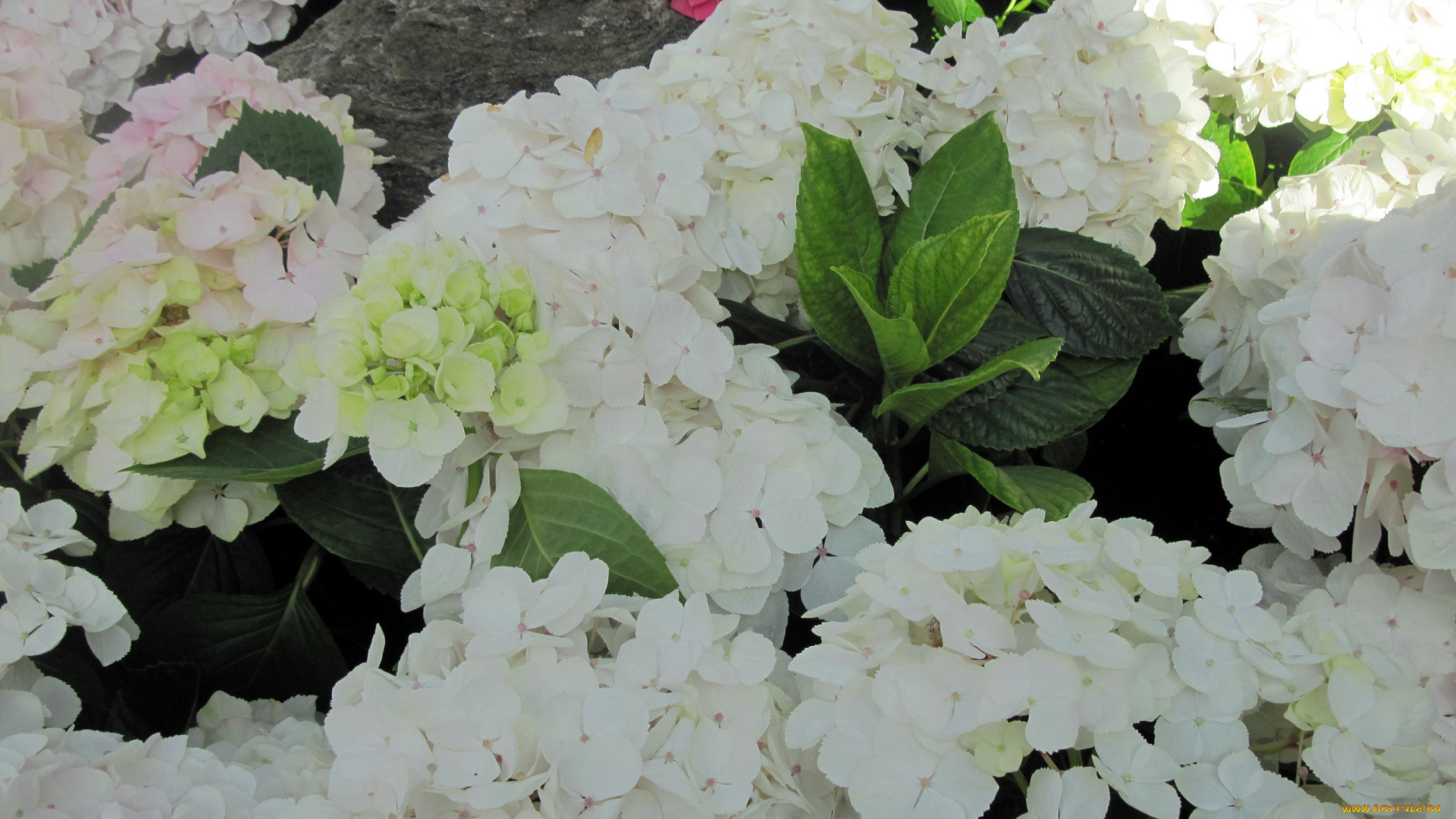 цветы, гортензия, белый
