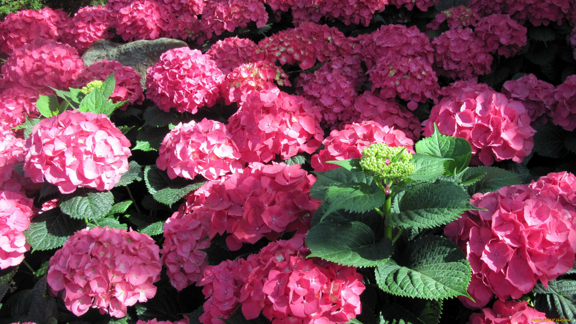 цветы, гортензия, розовый