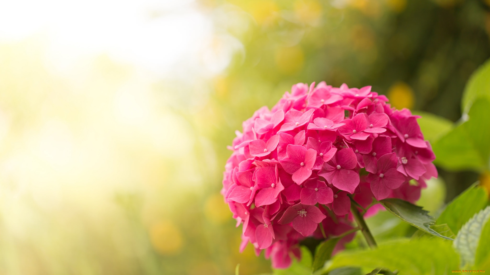 цветы, гортензия, свет, боке