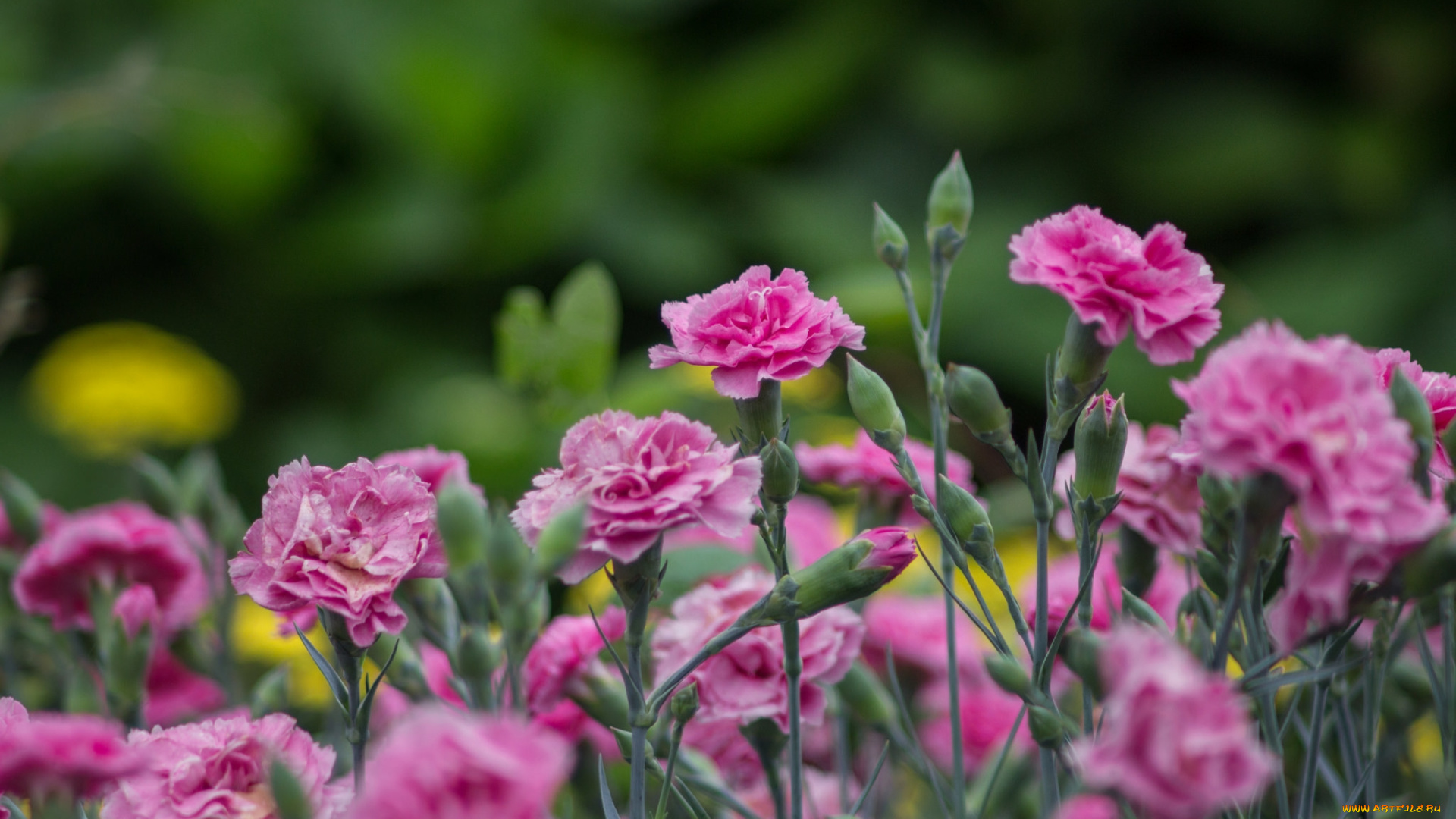 цветы, гвоздики, розовый, бутоны, боке