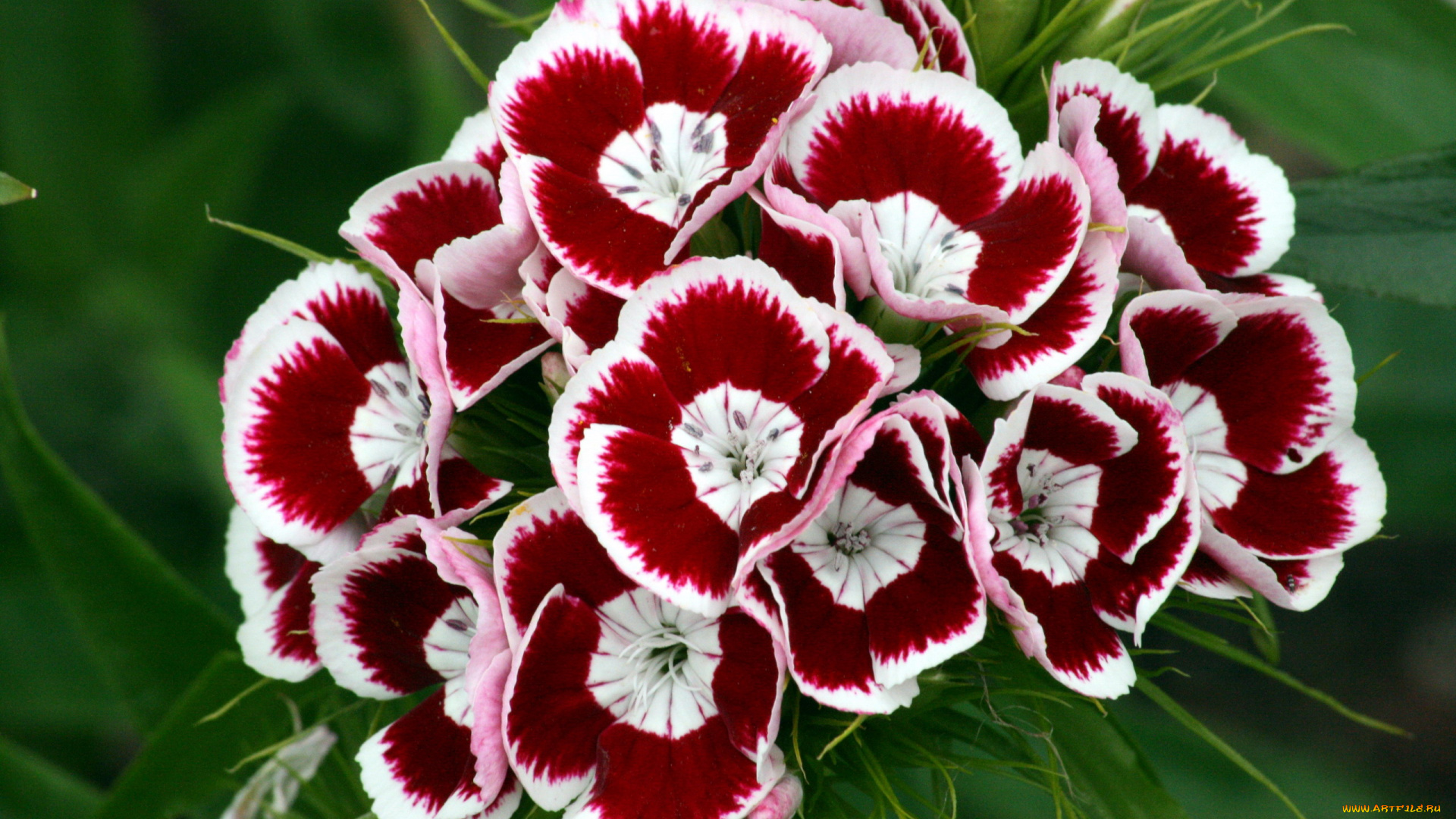 цветы, гвоздики, шабо