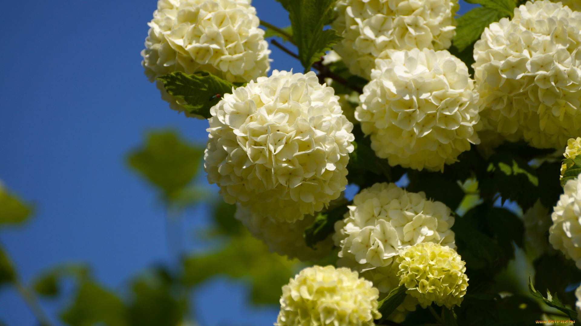 цветы, калина, , бульдонеж, белые, шары, калина, соцветия, бульденеж, макро