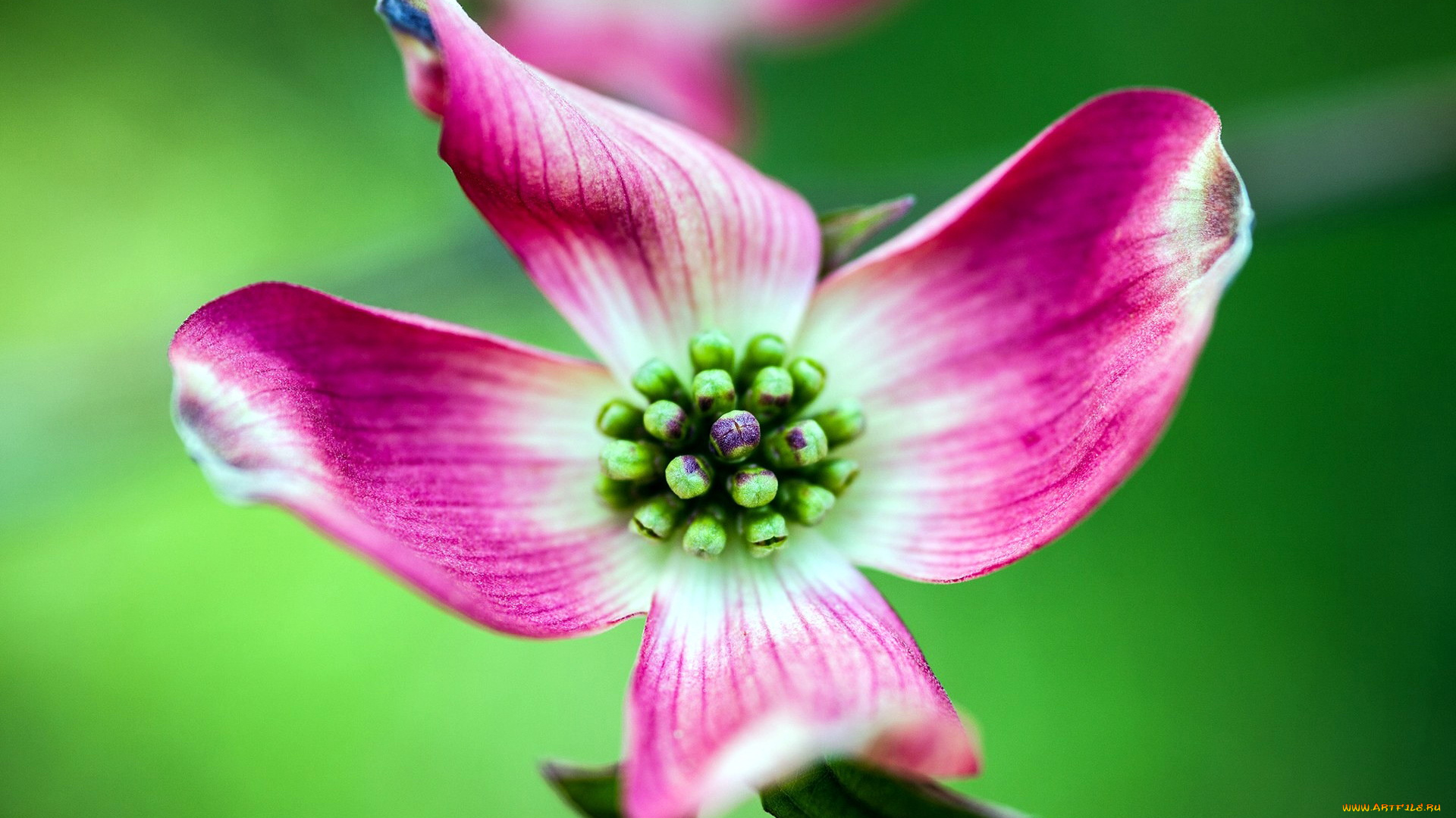 цветы, кизил, одиночка, макро