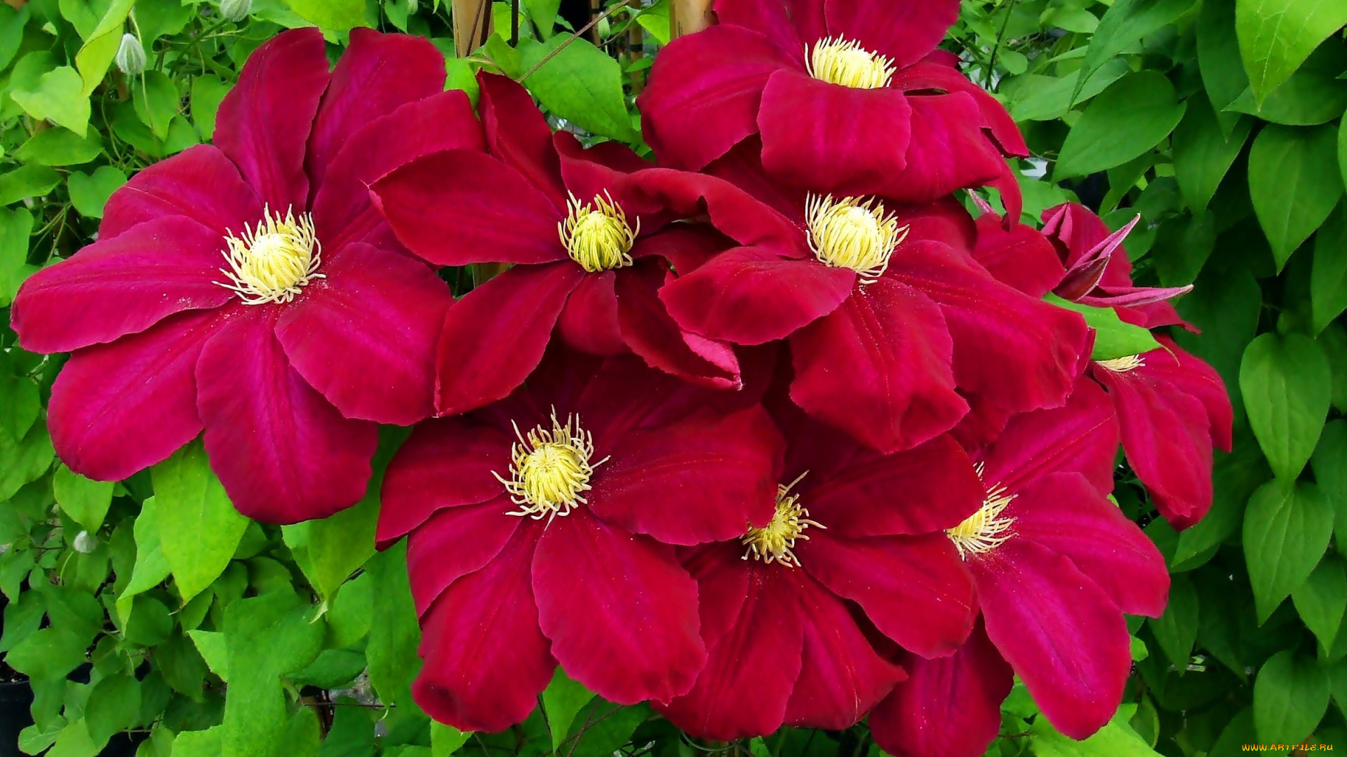 цветы, клематис, , ломонос, куст, яркие