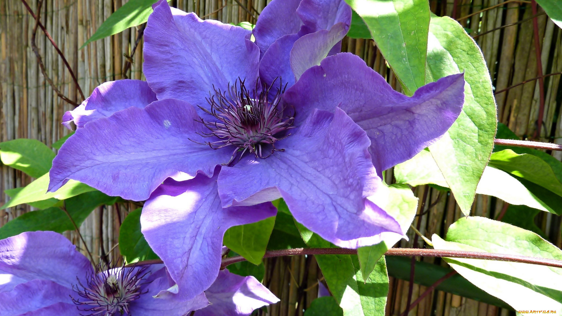 цветы, клематис, , ломонос, лиловый, макро