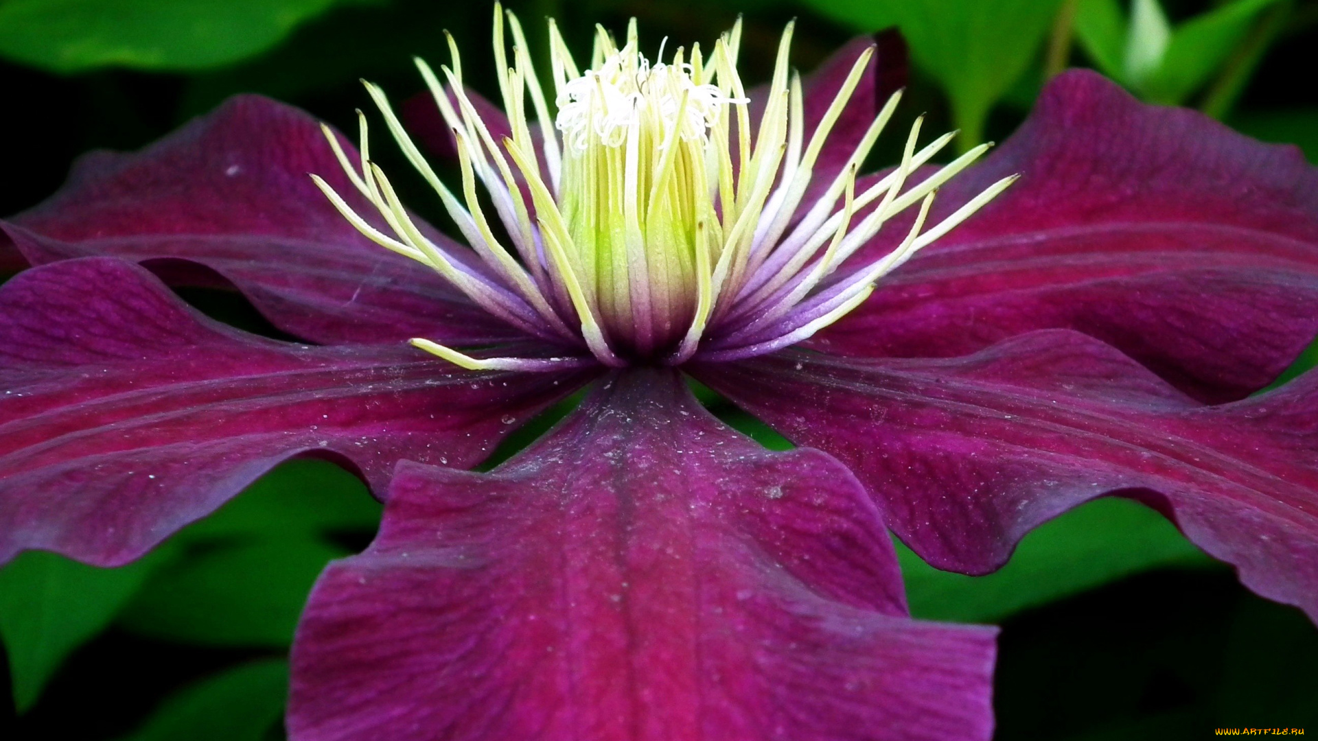 цветы, клематис, , ломонос, макро