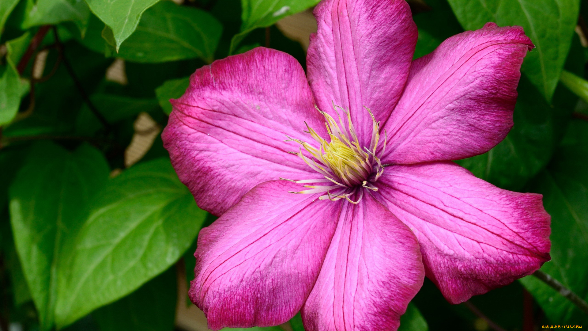 цветы, клематис, , ломонос, розовый, макро