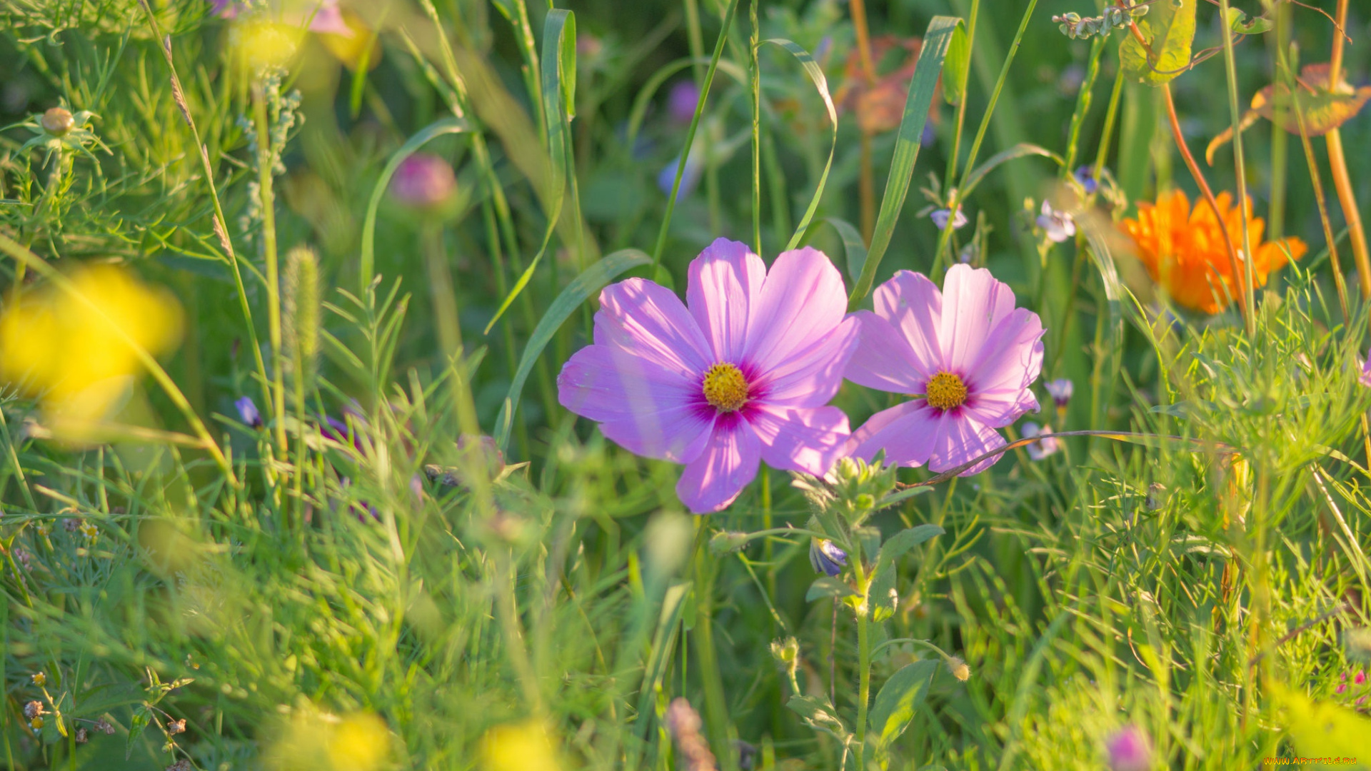 цветы, космея, космос, трава