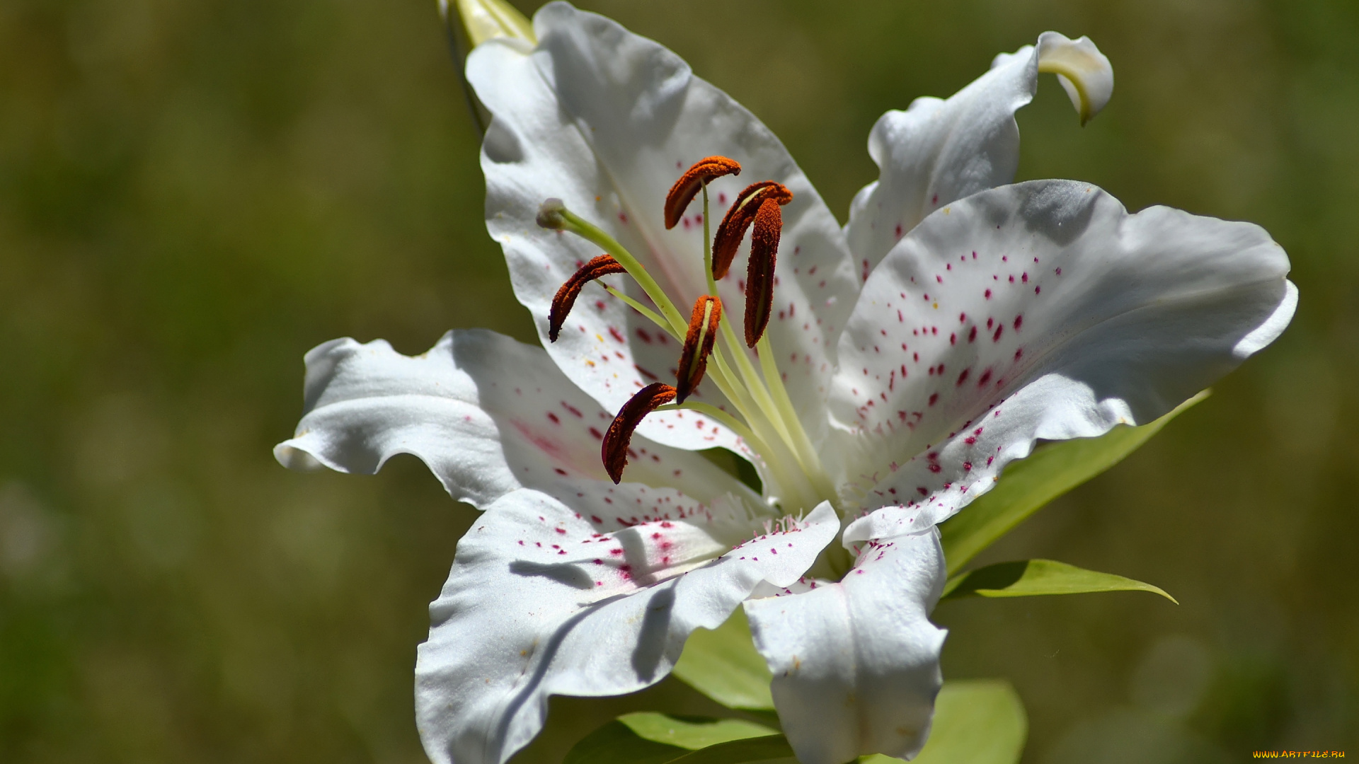 цветы, лилии, , лилейники, лилия, лепестки, тычинки, макро