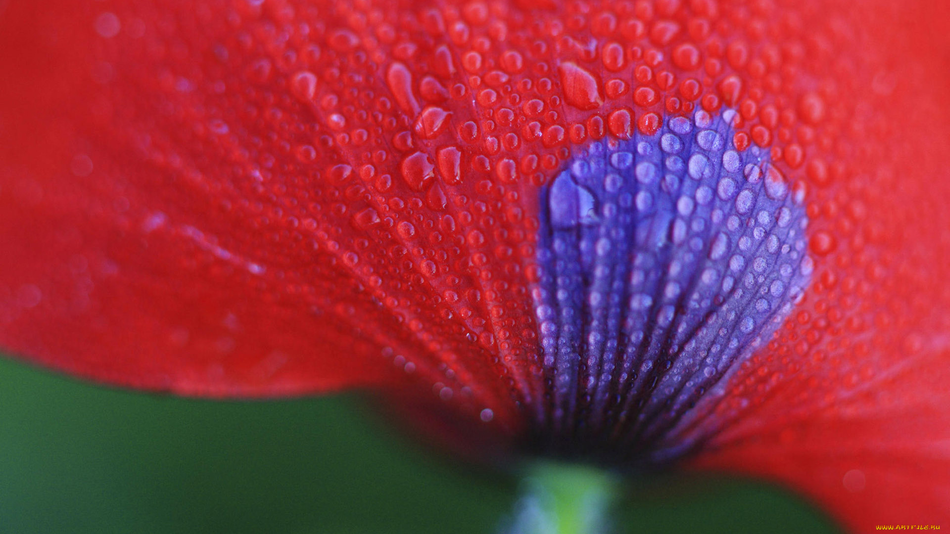 цветы, маки, капли, макро, мак, красный