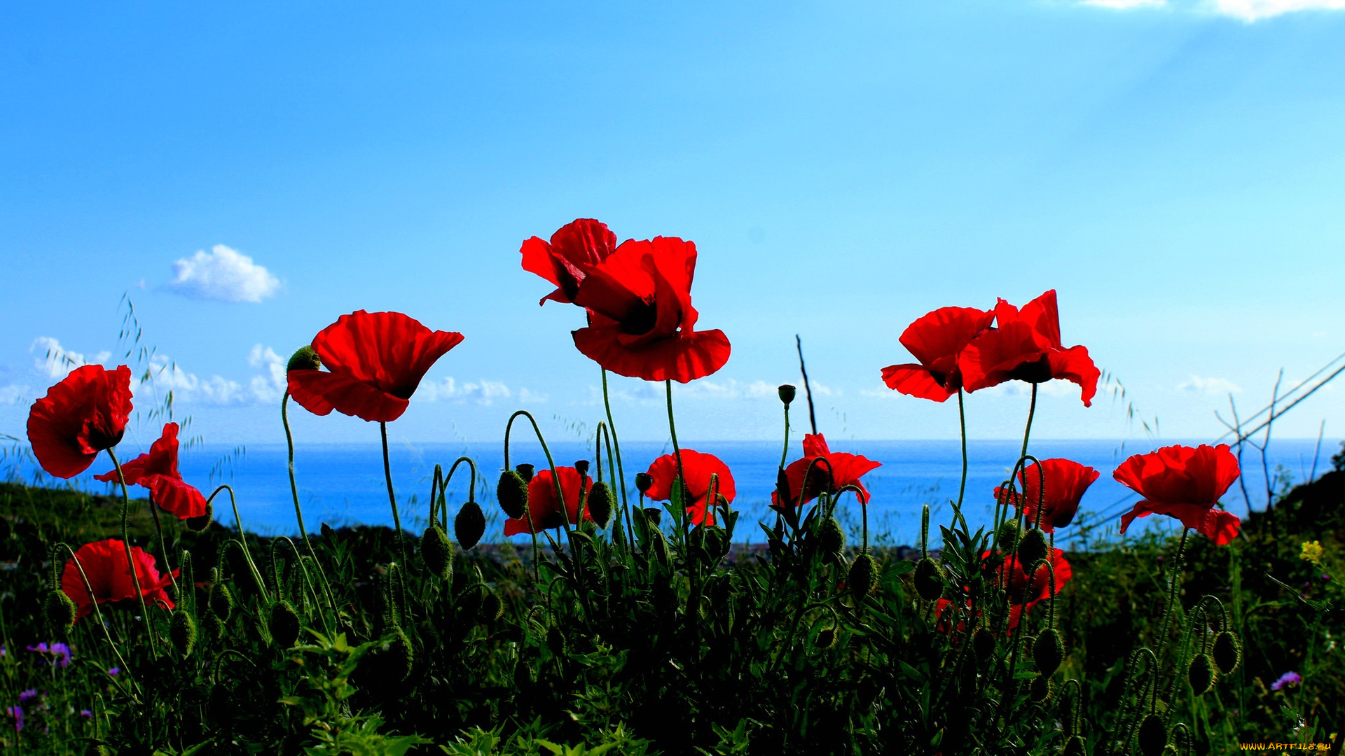 цветы, маки, море, небо, горы