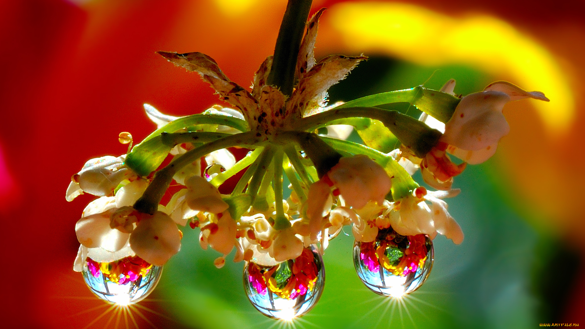 цветы, орхидеи, блики, капли, отражение, соцветие