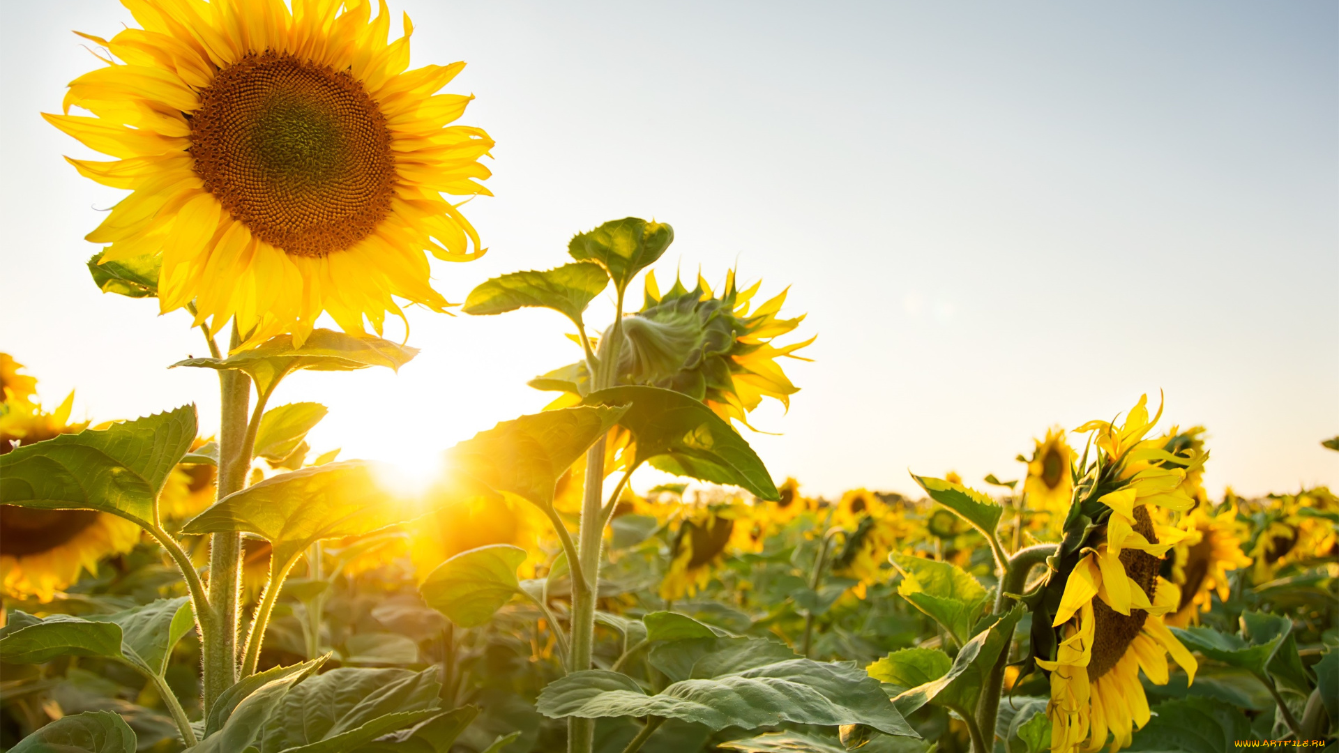 цветы, подсолнухи, природа, растения, солнце
