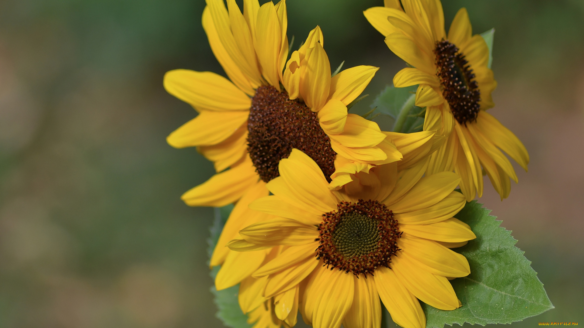 цветы, подсолнухи, троица, семейка, фон, подсолнух