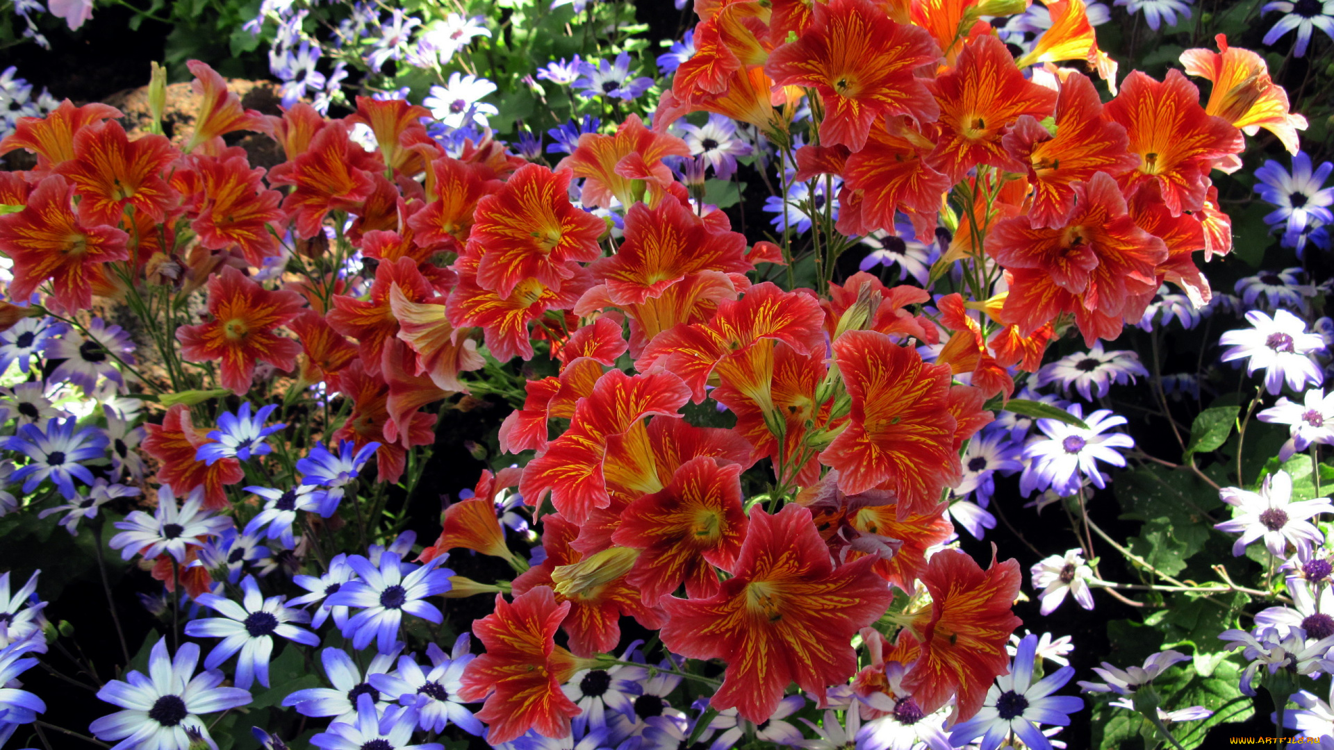 цветы, разные, вместе, сальпиглоссис