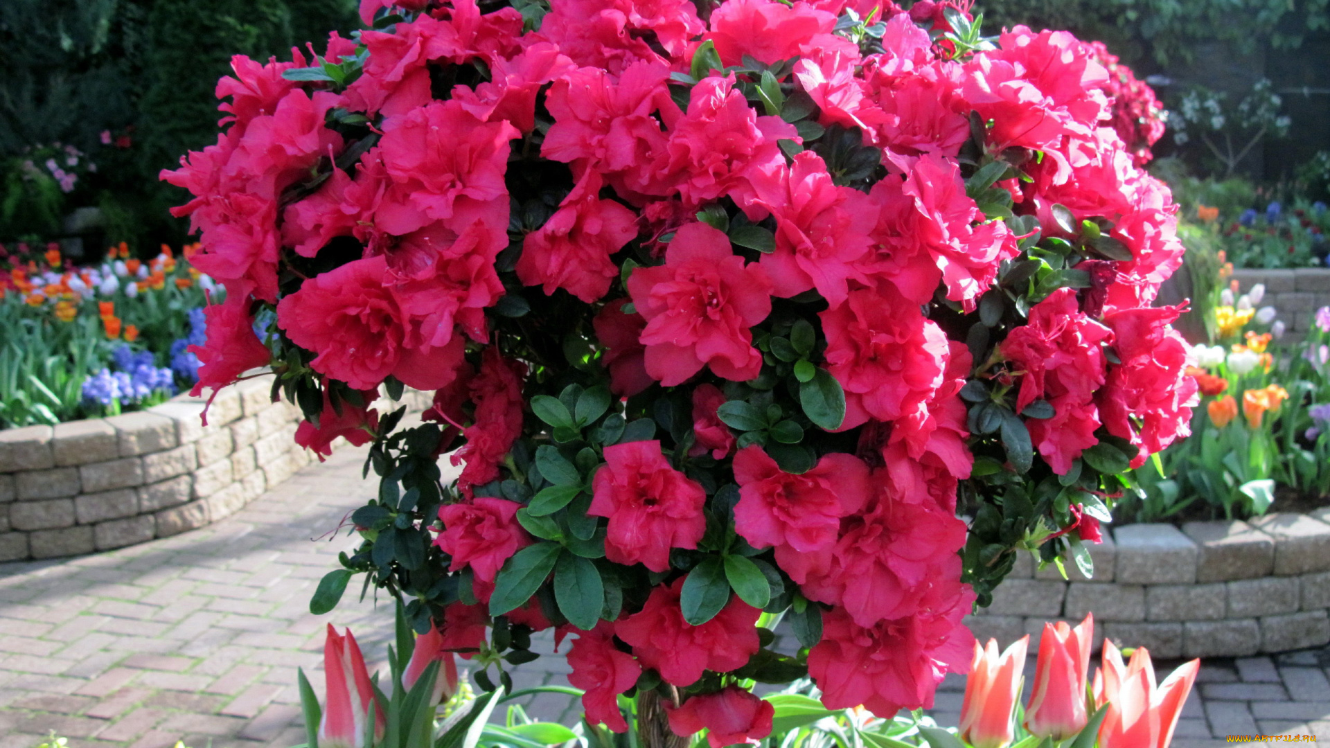 цветы, рододендроны, , азалии, азалия, куст