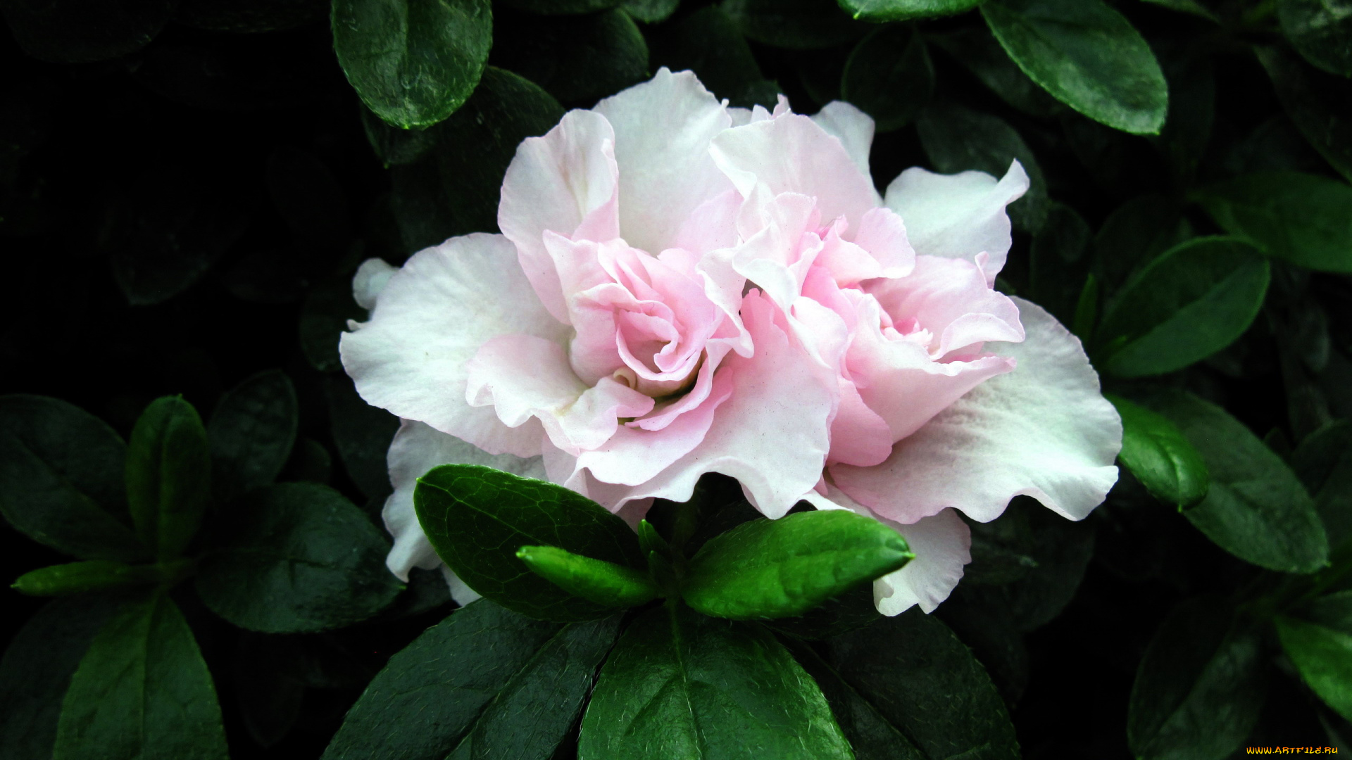 цветы, рододендроны, , азалии, азалия, нежный