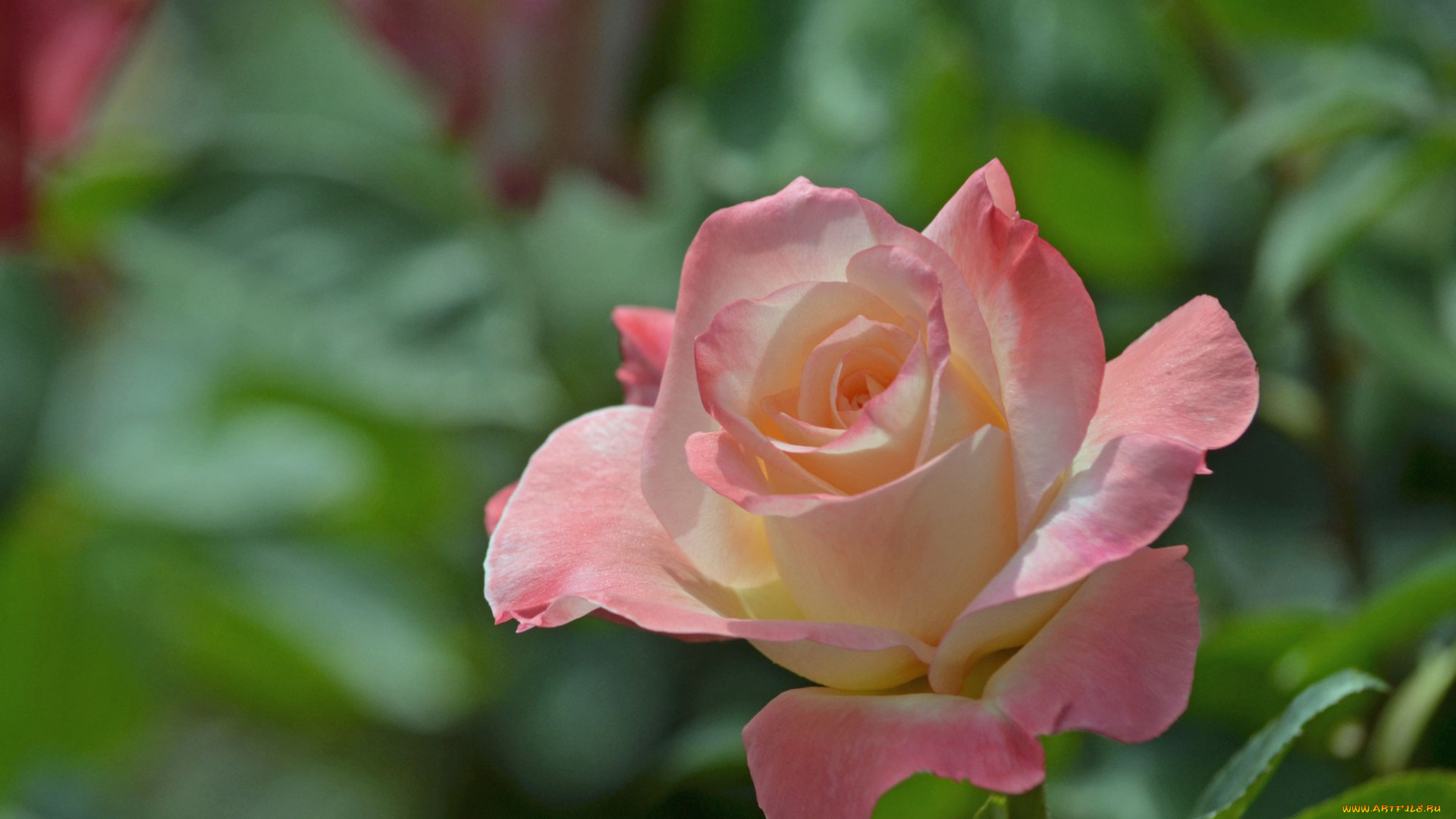 цветы, розы, бутон, боке, роза, макро