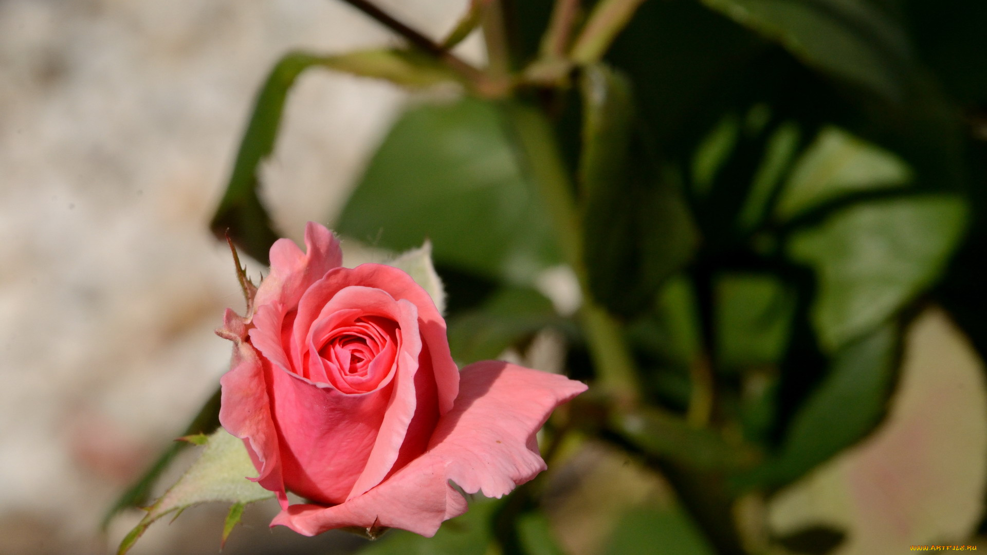 цветы, розы, бутон, розовый