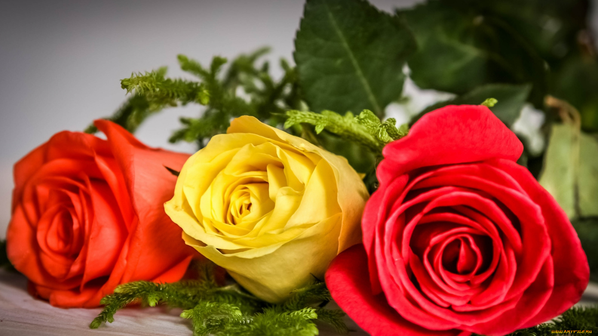 цветы, розы, бутоны, трио