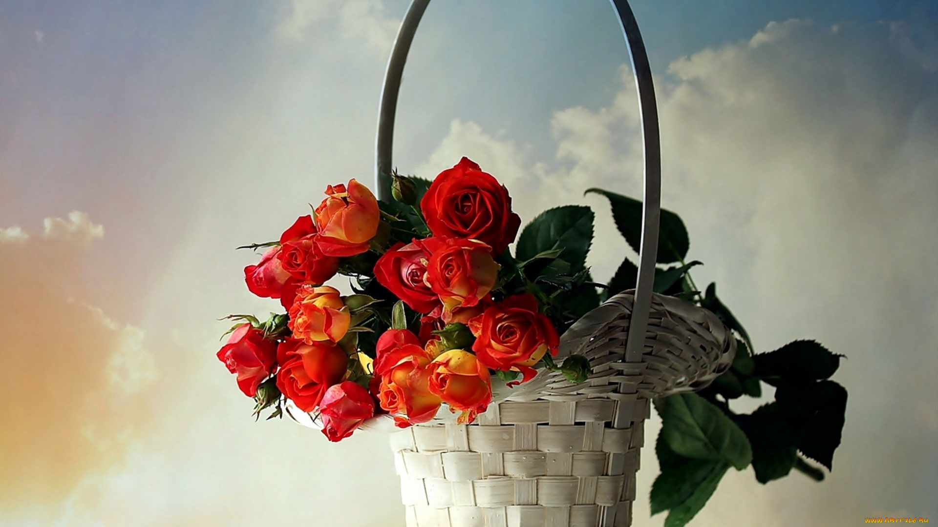 цветы, розы, корзинка, бутоны