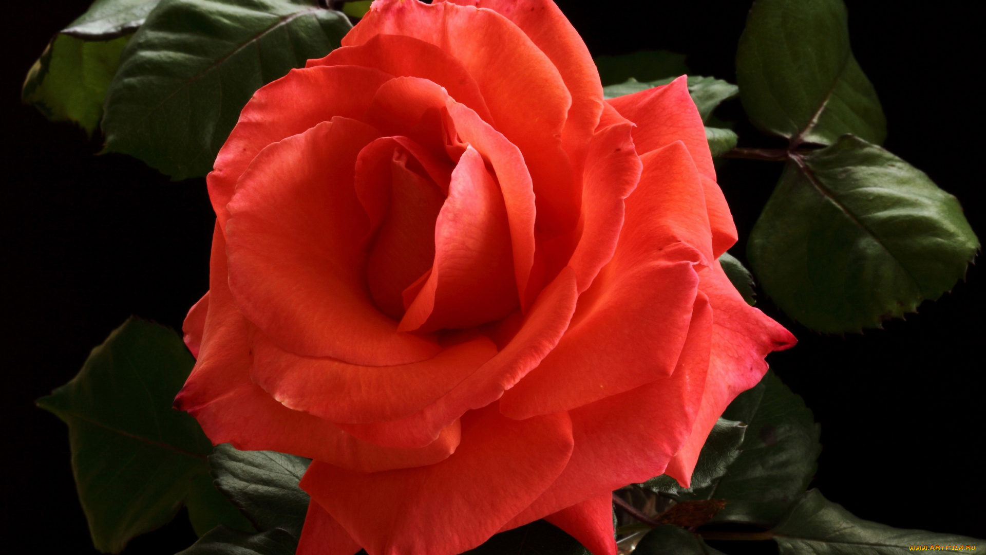 цветы, розы, макро