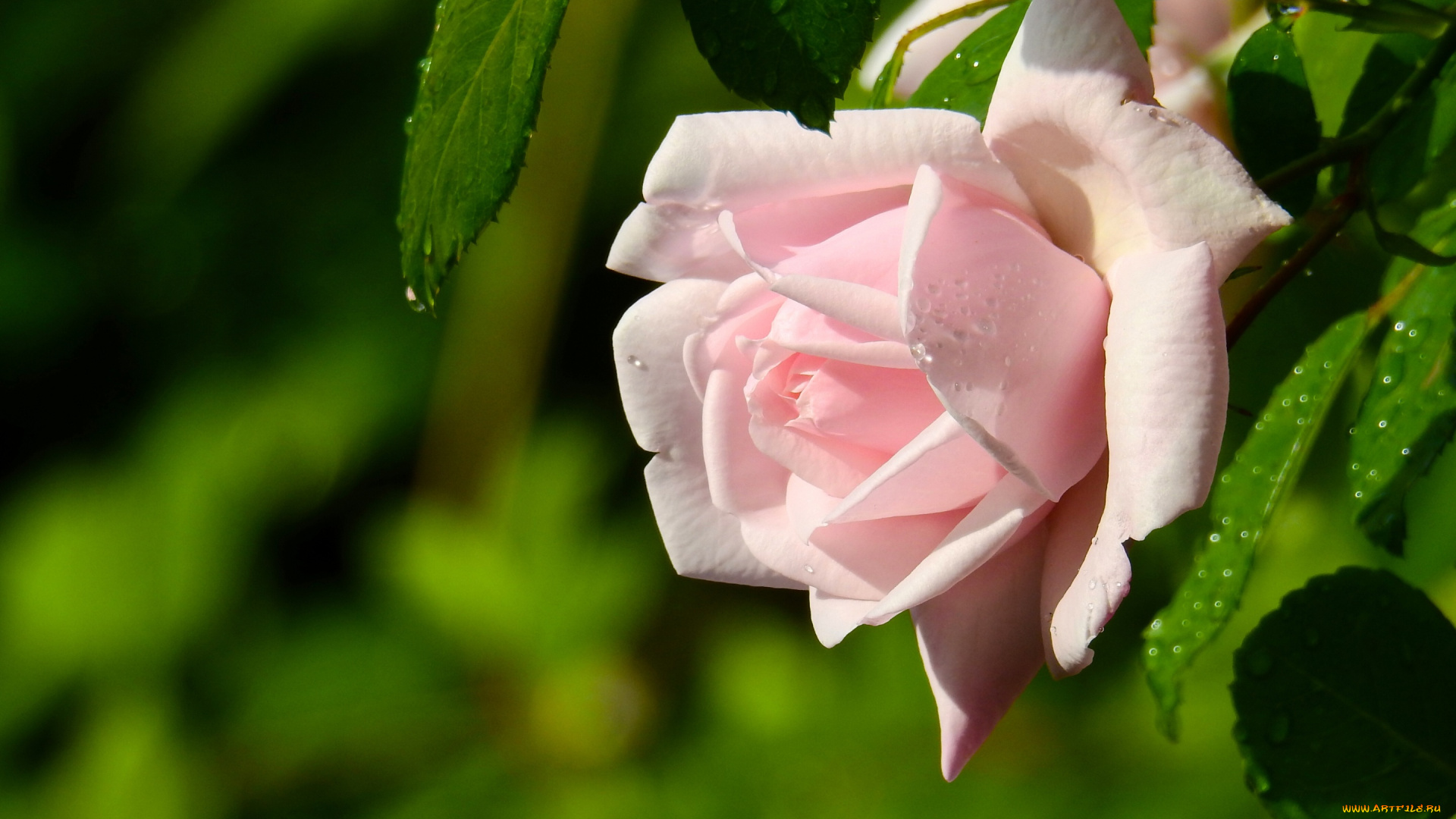 цветы, розы, нежность, роза, макро, бутон, боке