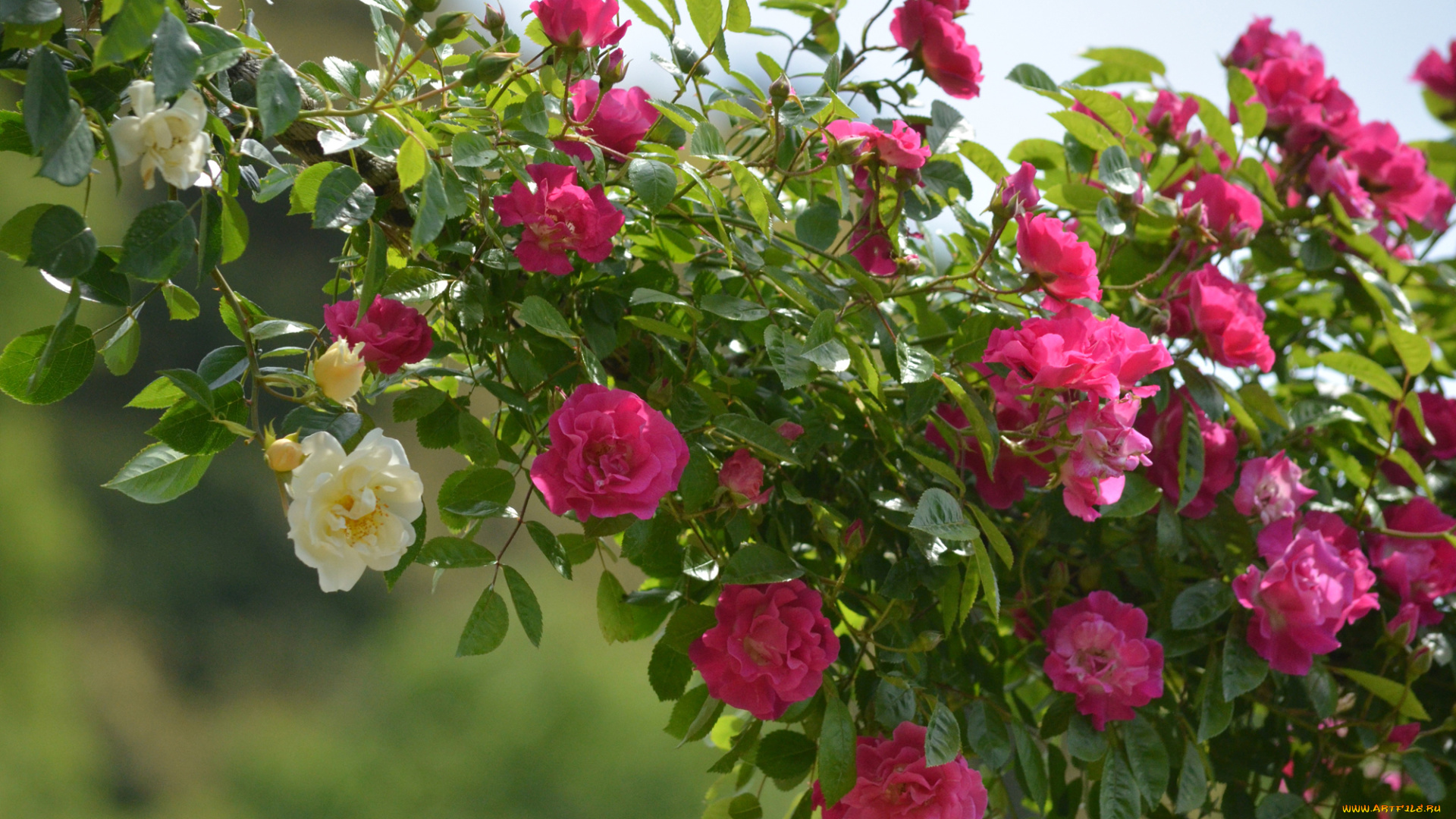 цветы, розы, плетистые, фон