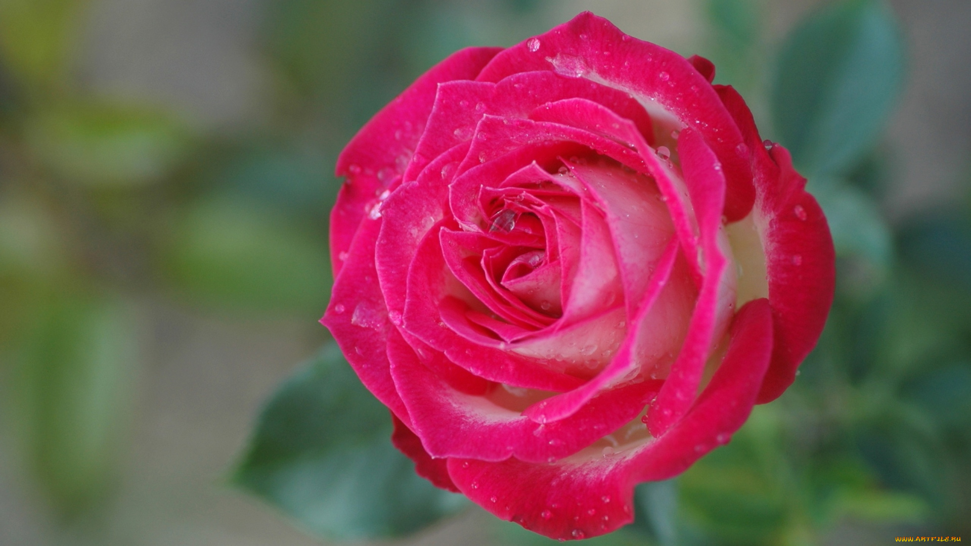 цветы, розы, роза, боке, макро, бутон