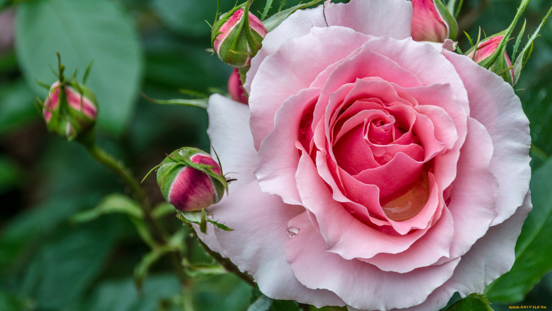 цветы, розы, роза, бутоны, красивая, макро