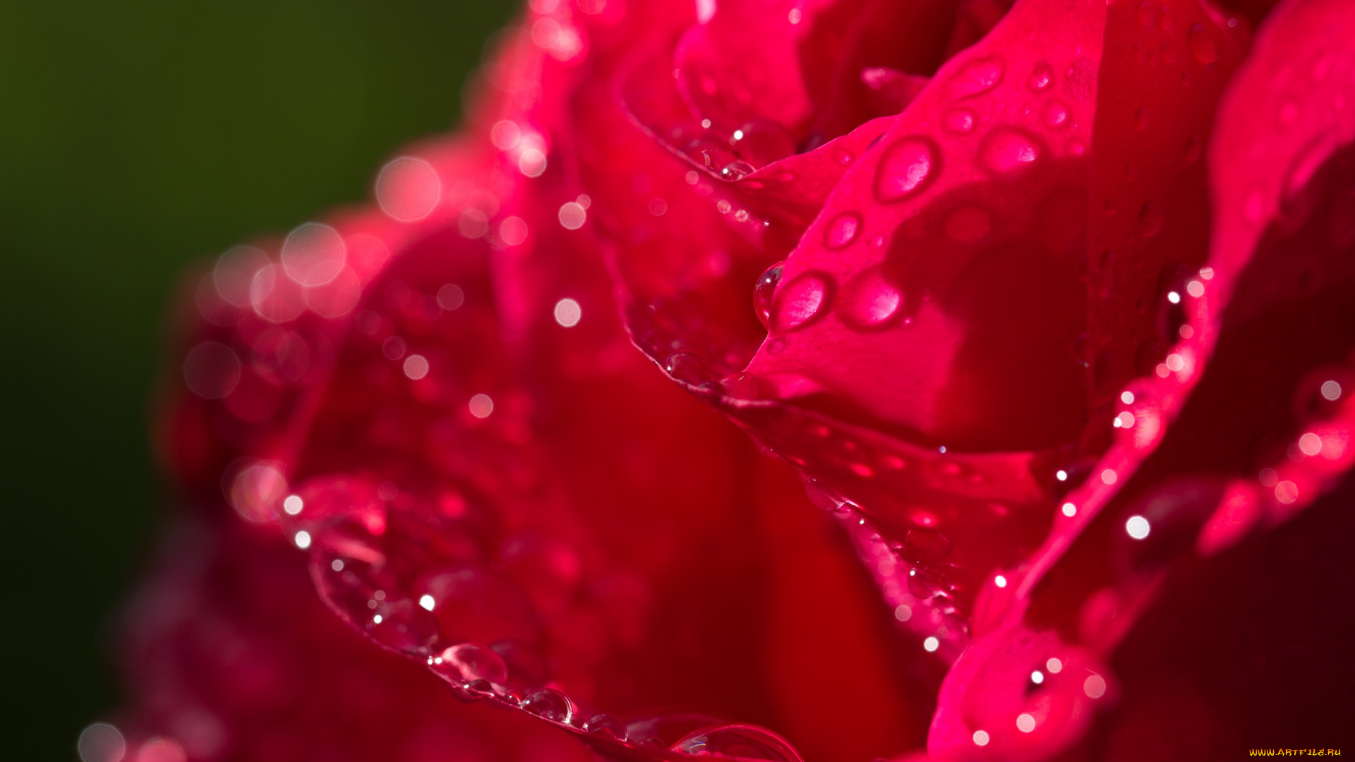 цветы, розы, роза, капли, лепестки, макро