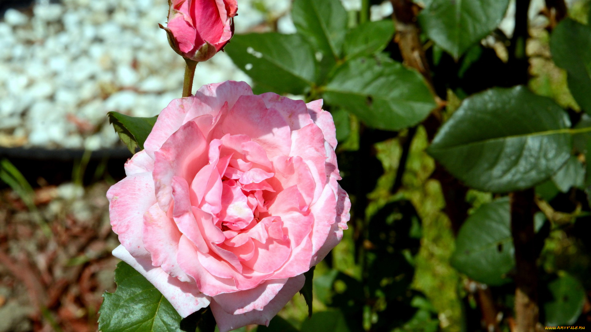 цветы, розы, розовый, бутон