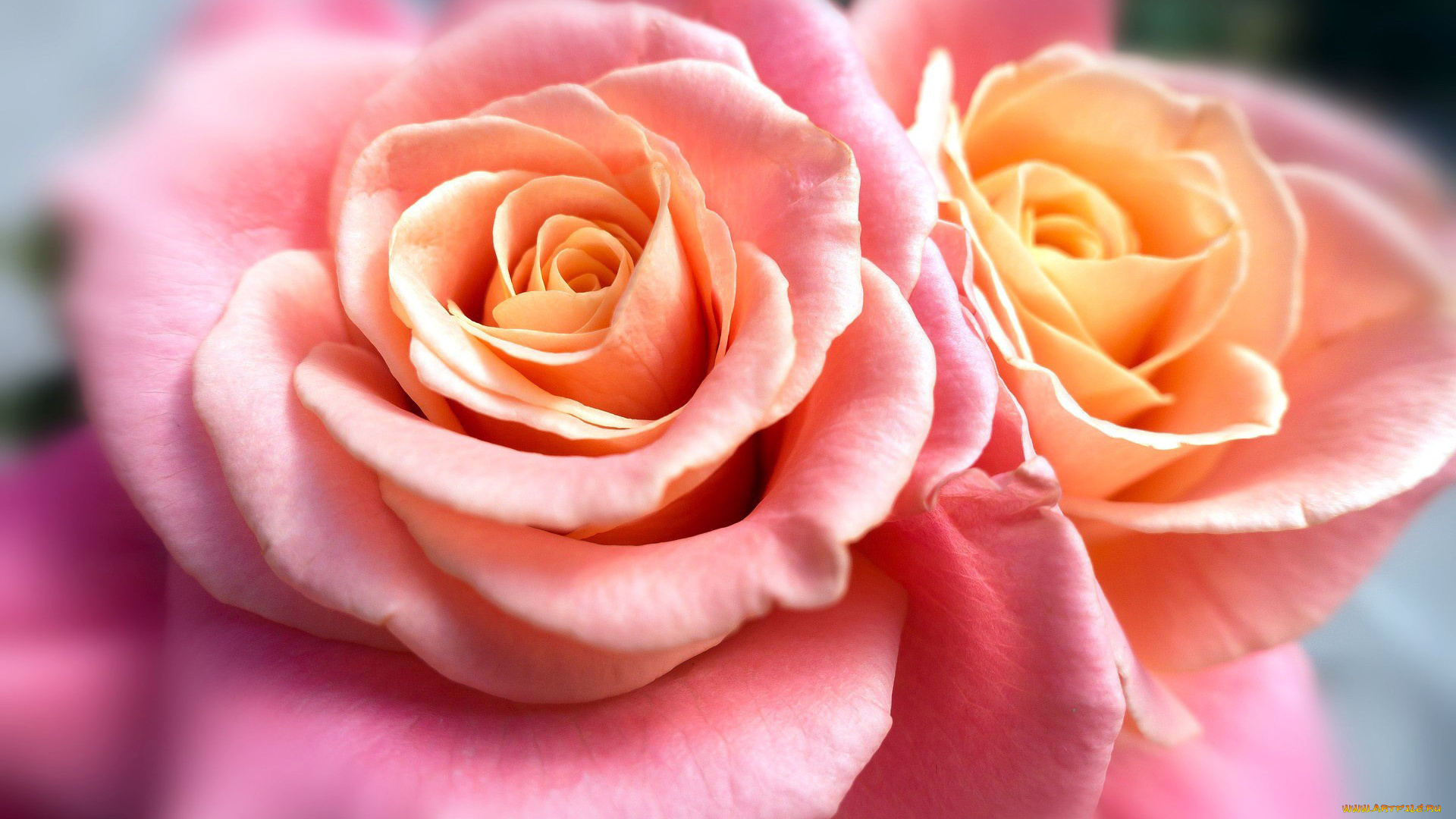 цветы, розы, розовый, макро, дуэт