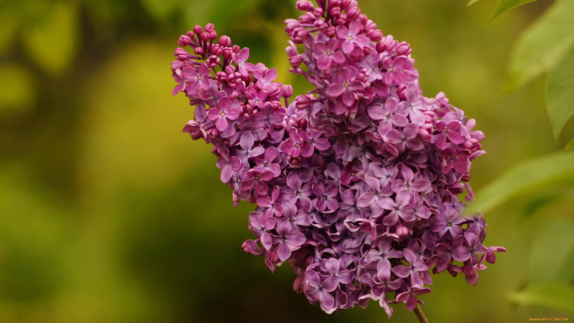 цветы, сирень